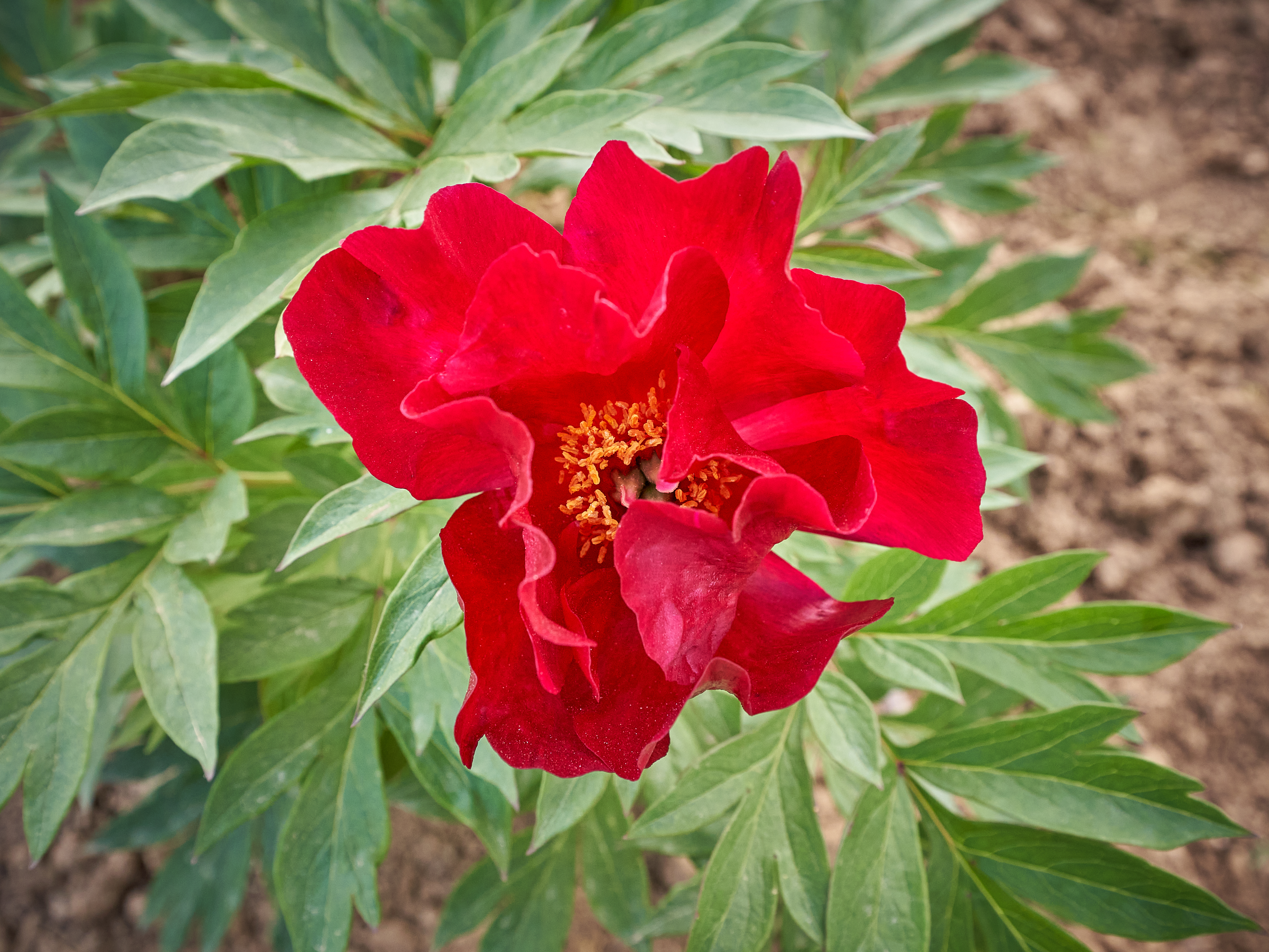 "Itoh Sonoma Velvet Ruby" Päonienpflanze (Pfingstrose)