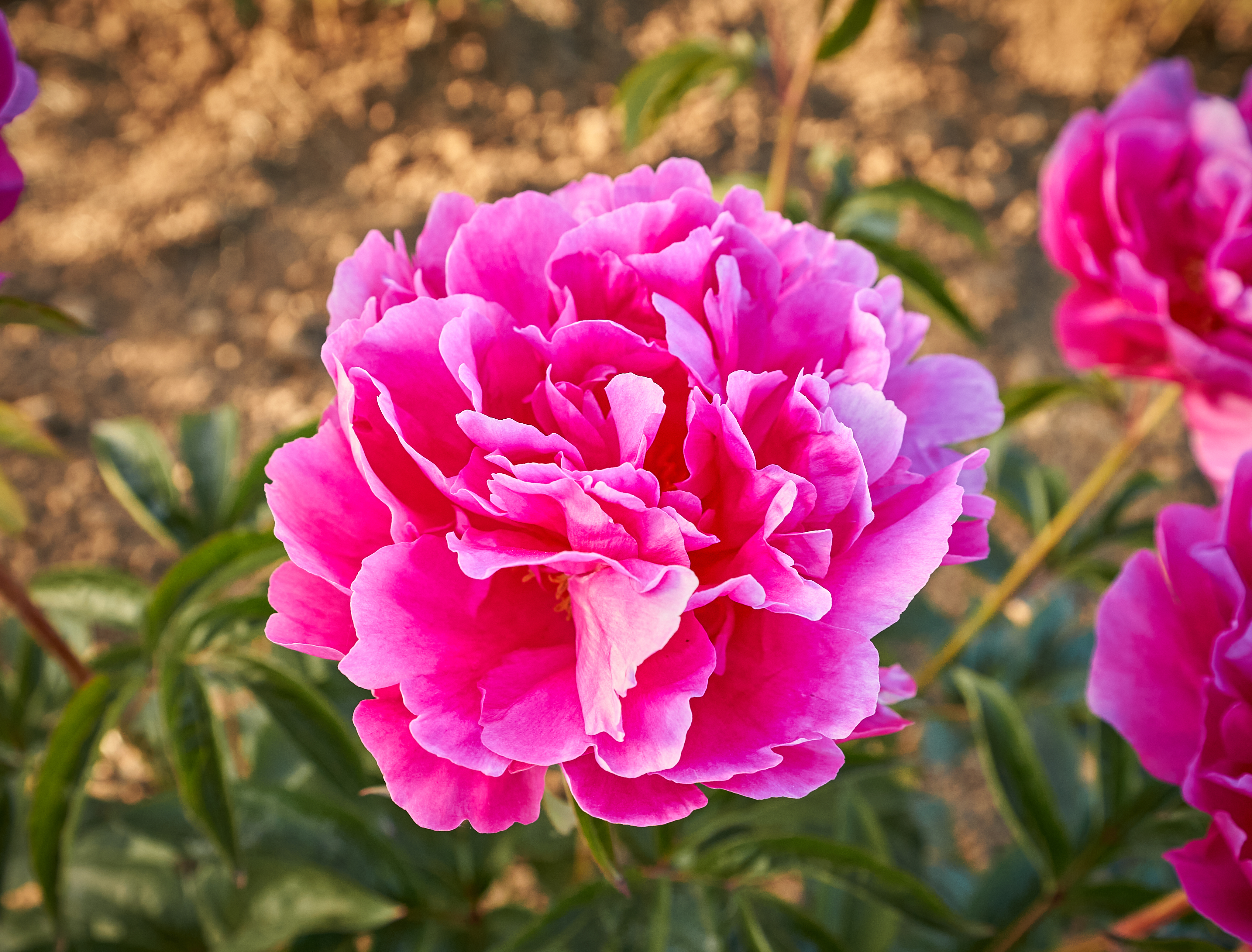 "Magenta Moon" Päonienpflanze (Pfingstrose)