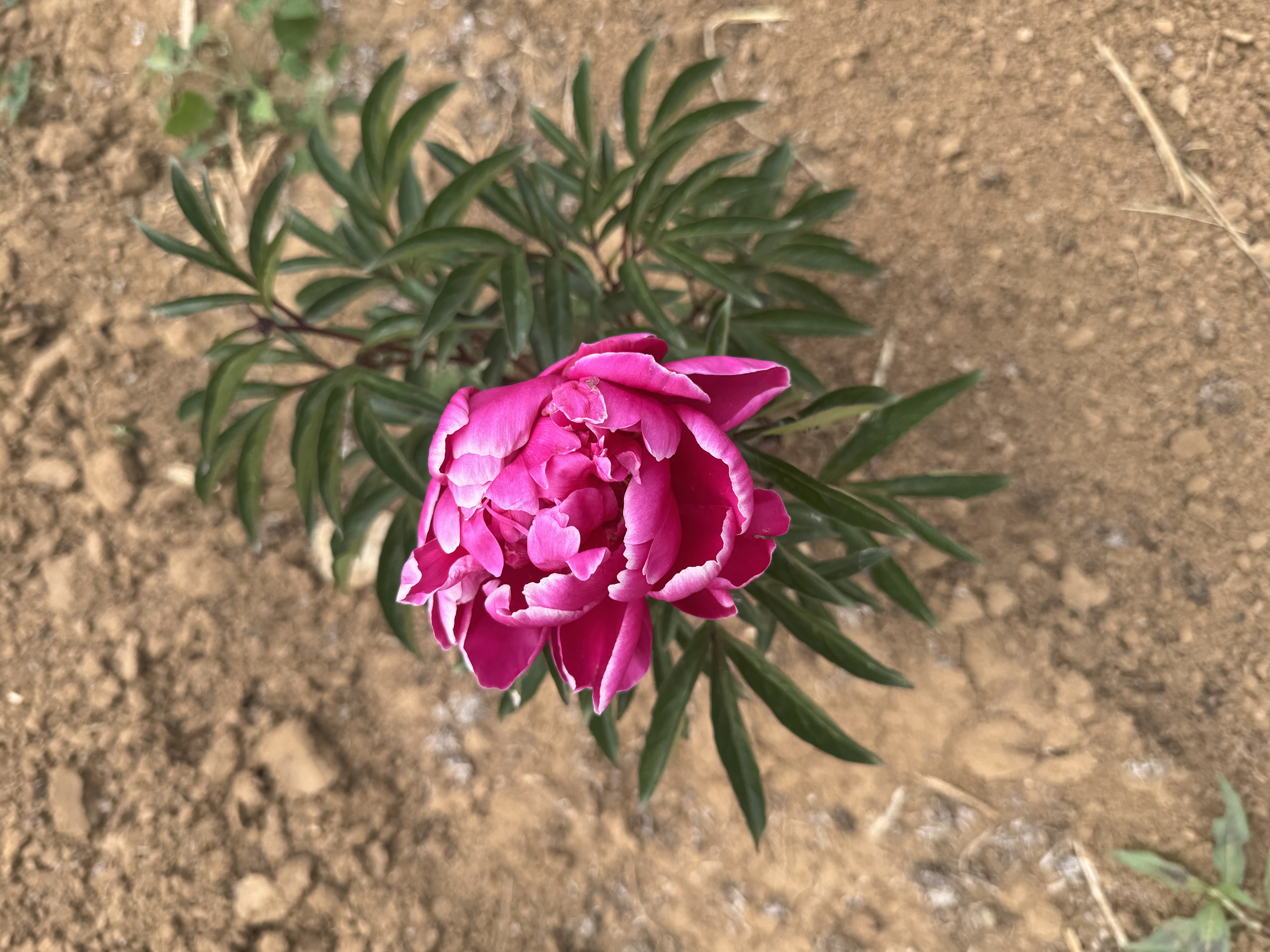"Cornelia Shaylor" Päonienpflanze (Pfingstrose)