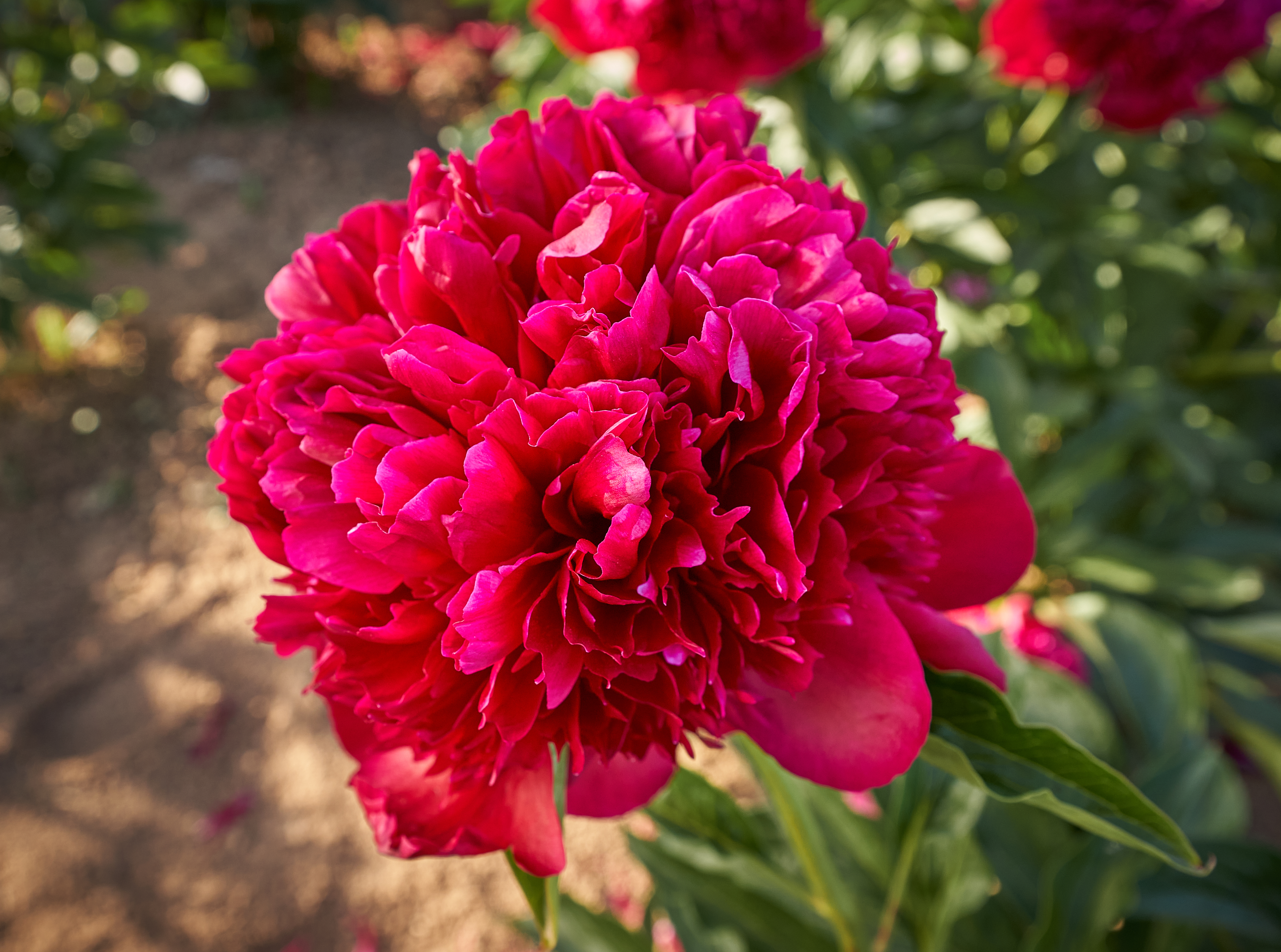 "Red Charm" Päonienpflanze (Pfingstrose)