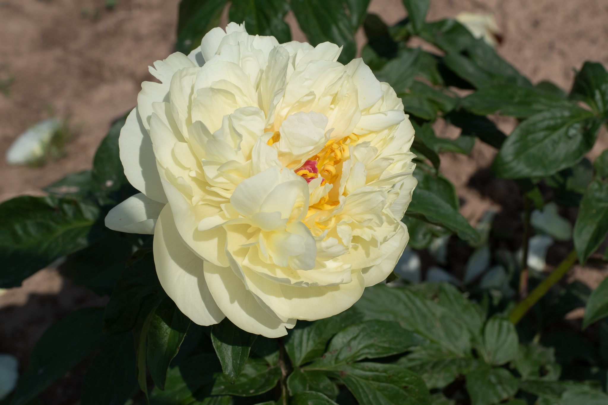 "Lemon Chiffon" Päonienpflanze (Pfingstrose)