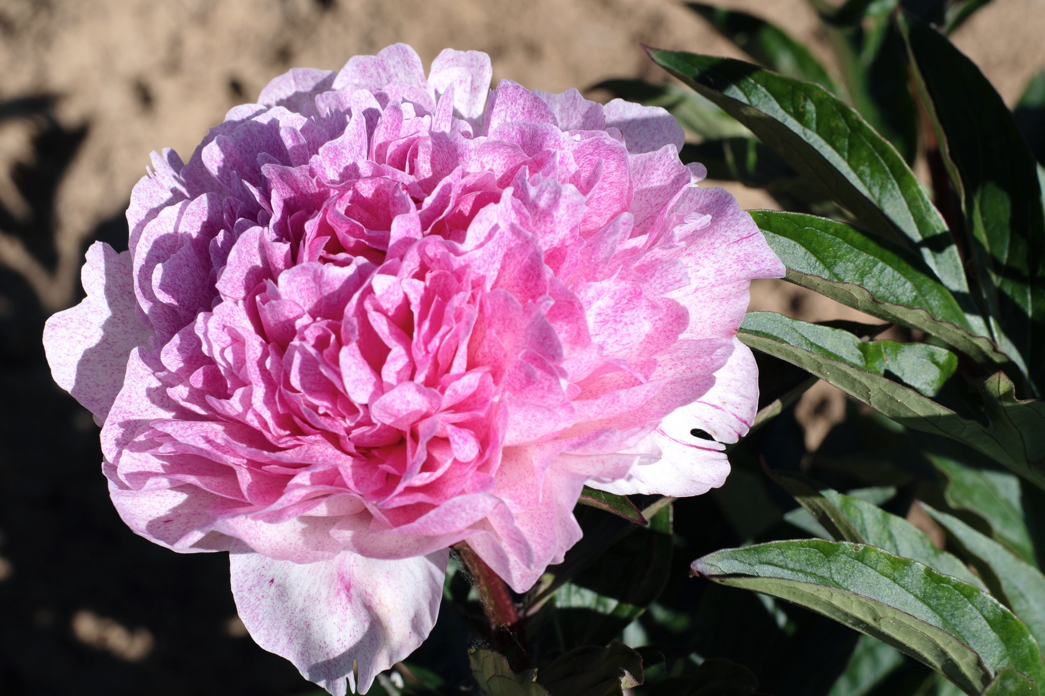 "Sarah Bernhardt "Unique™"" Päonienpflanze (Pfingstrose)