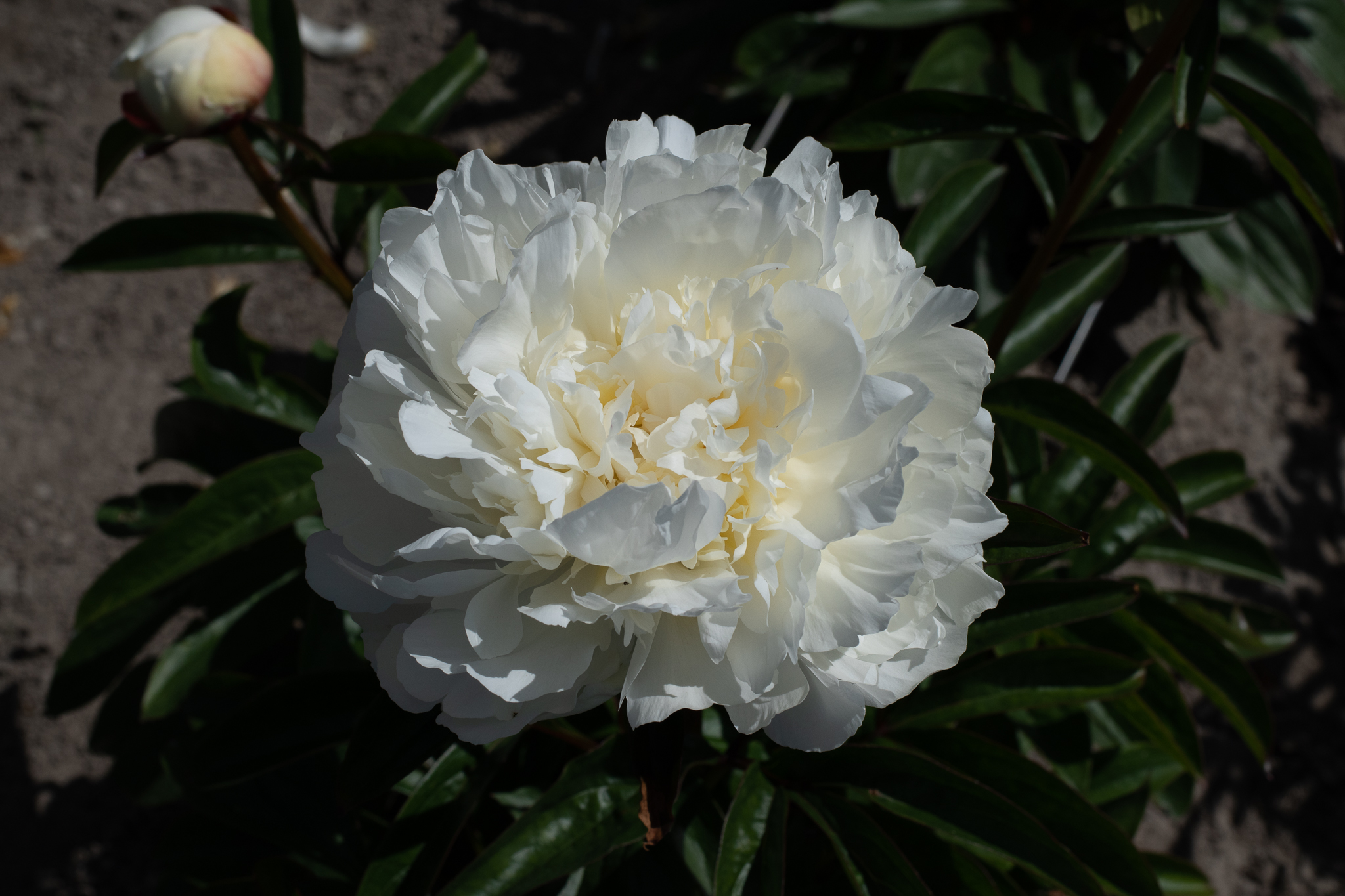 "Dr. F. G. Brethour" Päonienpflanze (Pfingstrose)