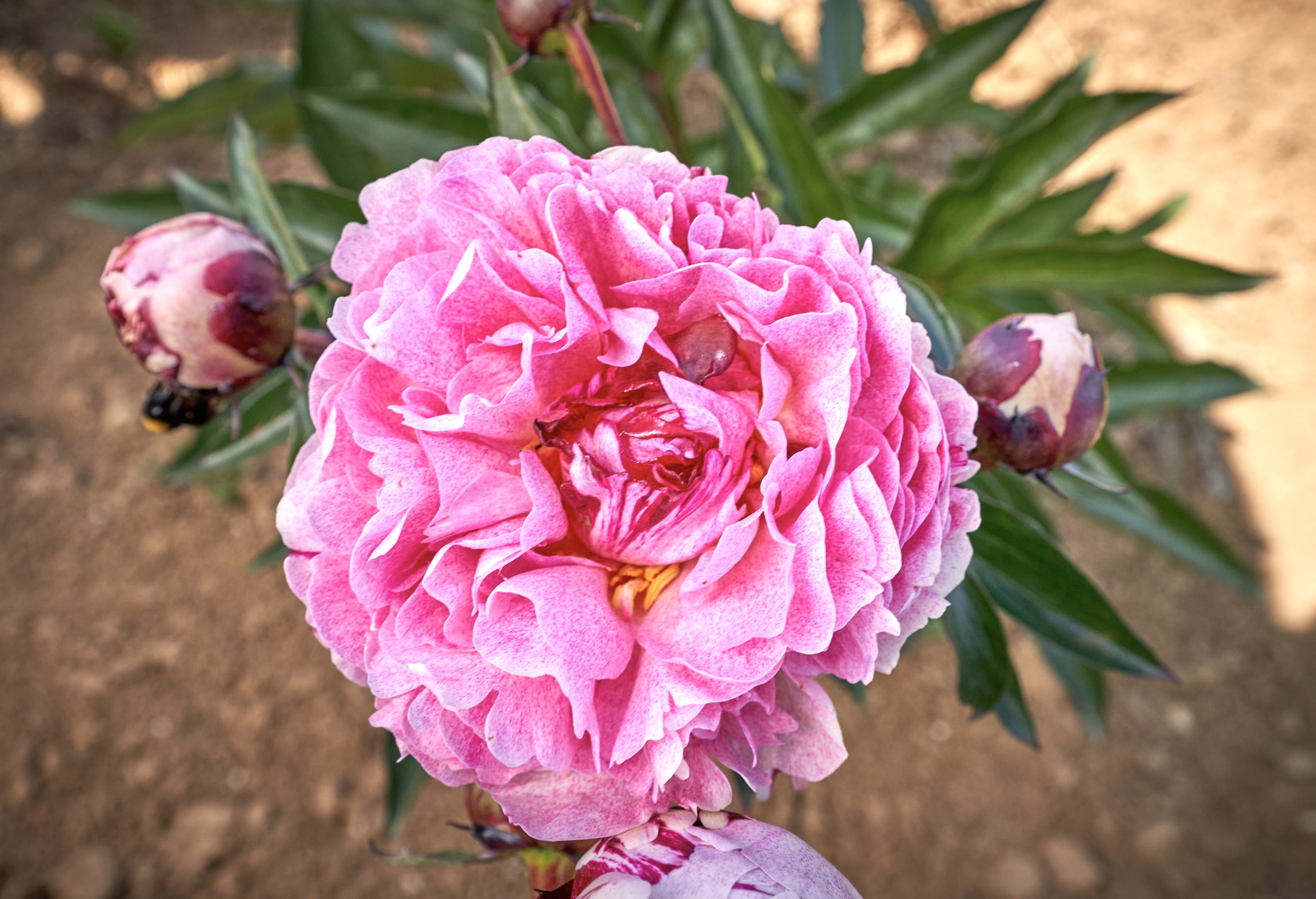 "Sarah Bernhardt "Unique™"" Päonienpflanze (Pfingstrose)