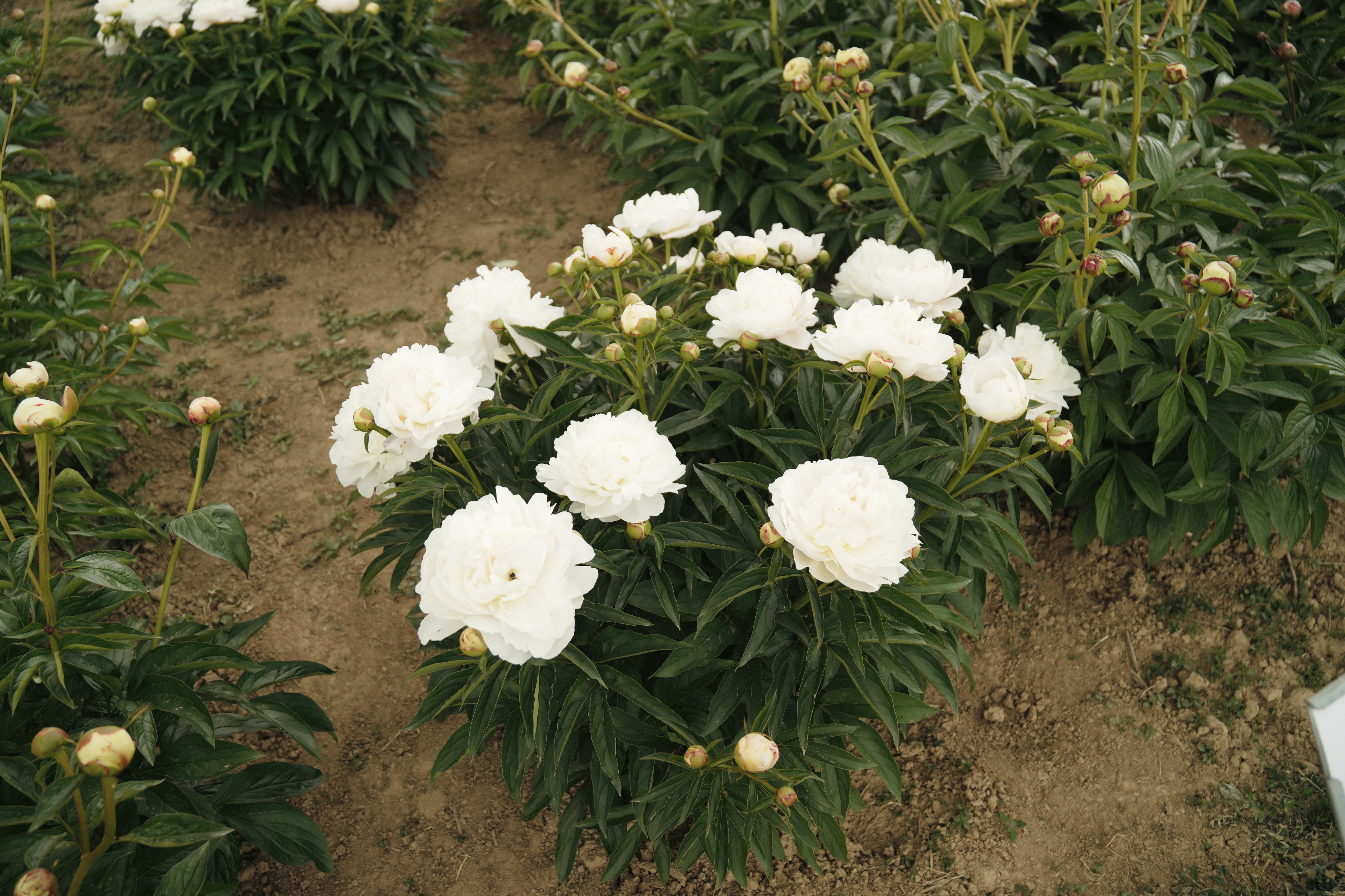 "White Wicker" Päonienpflanze (Pfingstrose)