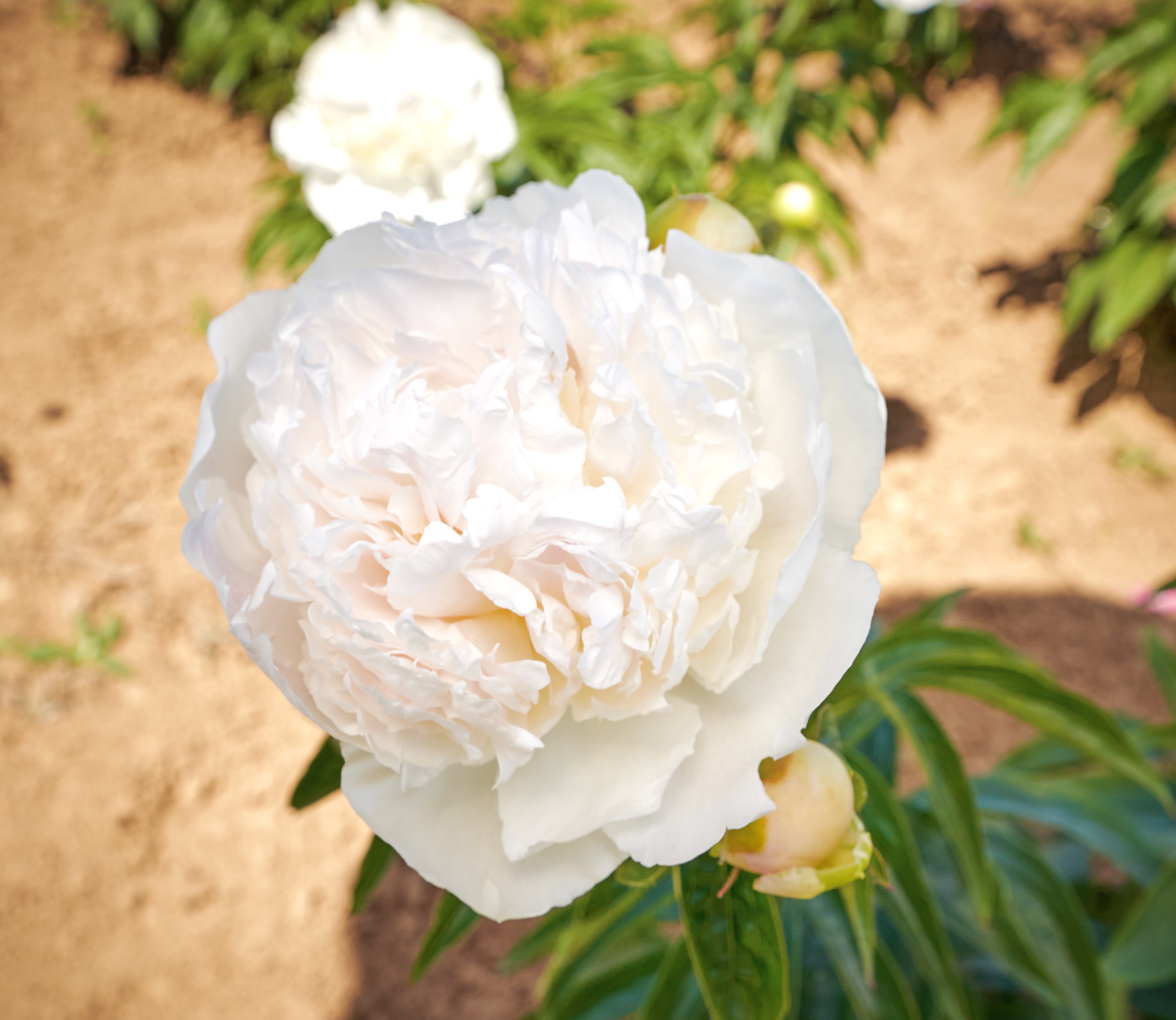 "Chiffon Parfait" Päonienpflanze (Pfingstrose)
