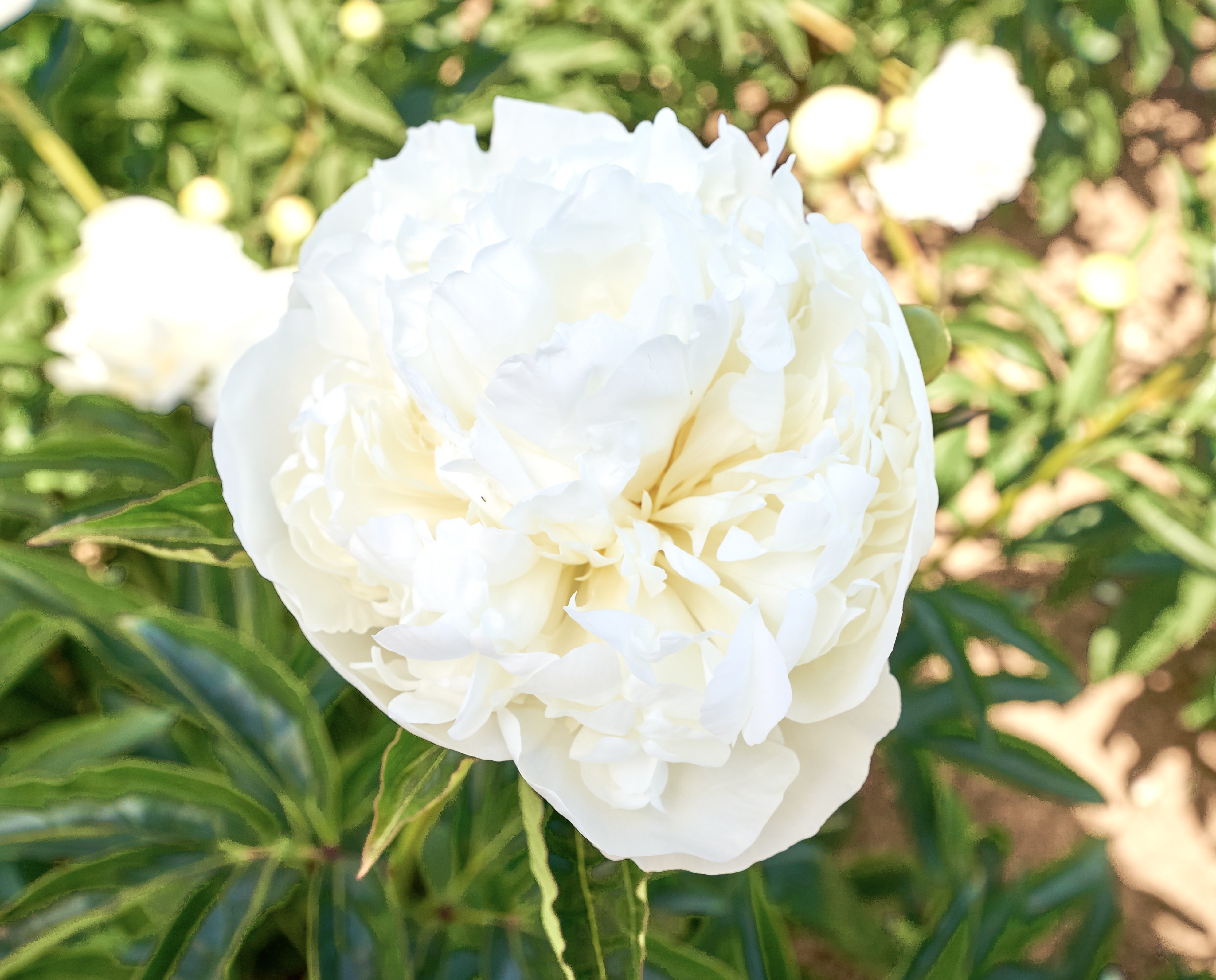 "Duchesse de Nemours" Päonienpflanze (Pfingstrose)