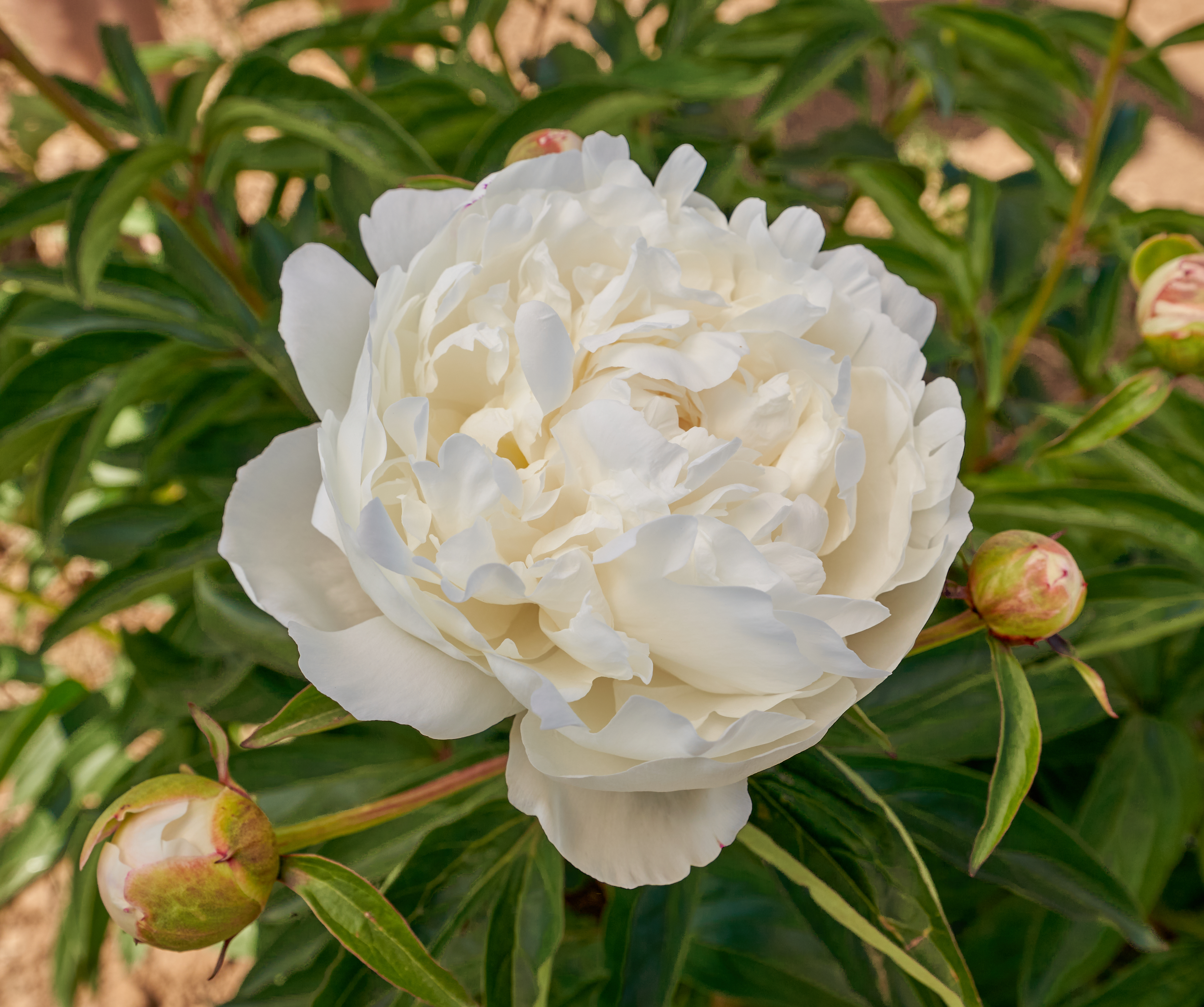 "Amalia Olson" Päonienpflanze (Pfingstrose)
