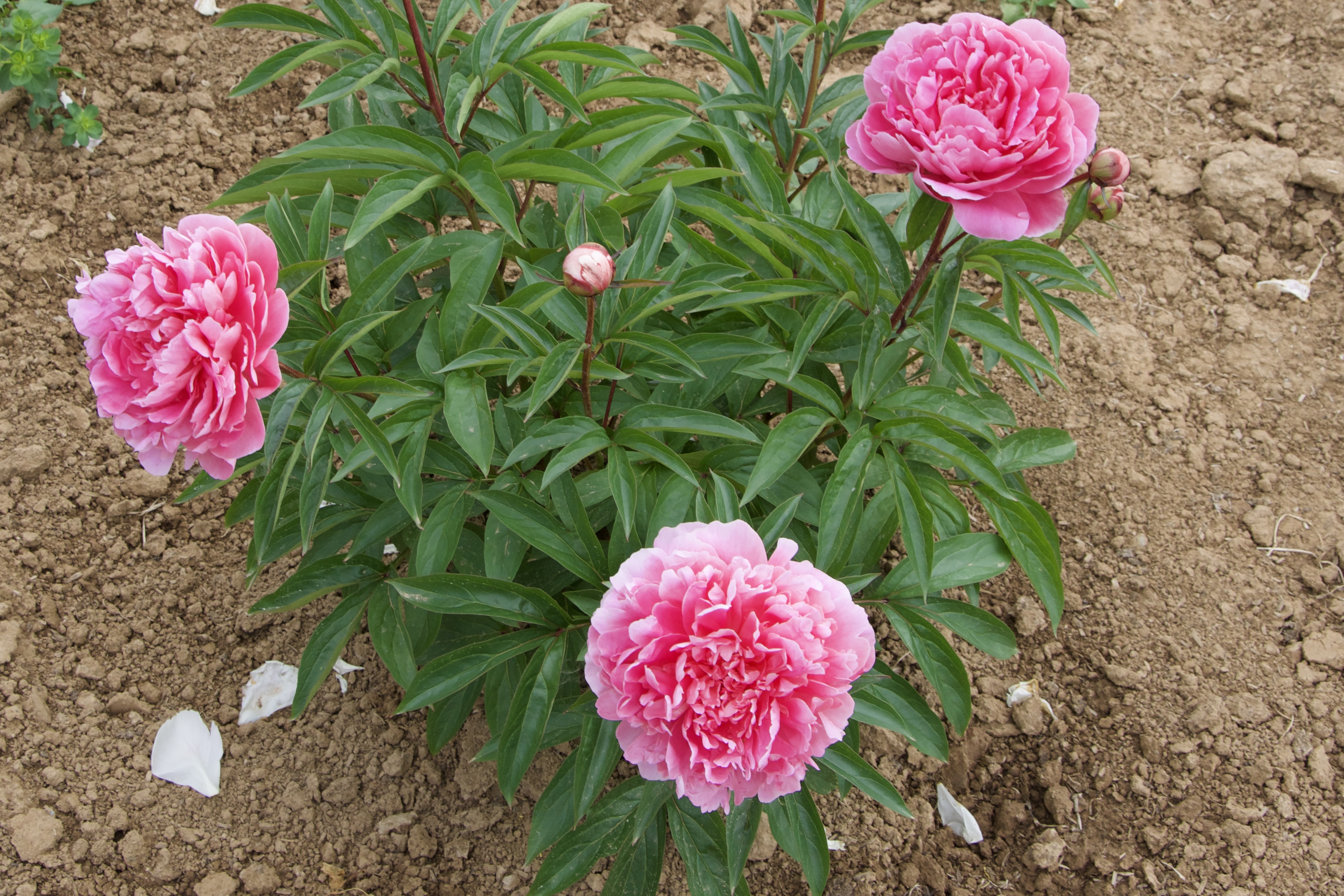 "Pink Parfait" Päonienpflanze (Pfingstrose)