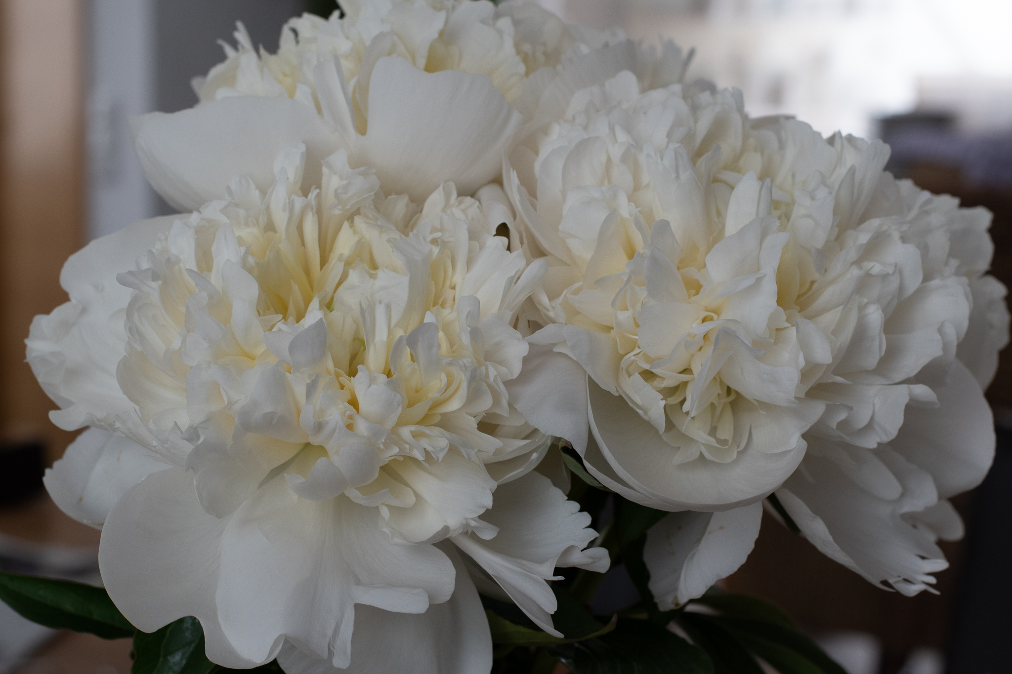 "Duchesse de Nemours" Päonienpflanze (Pfingstrose)