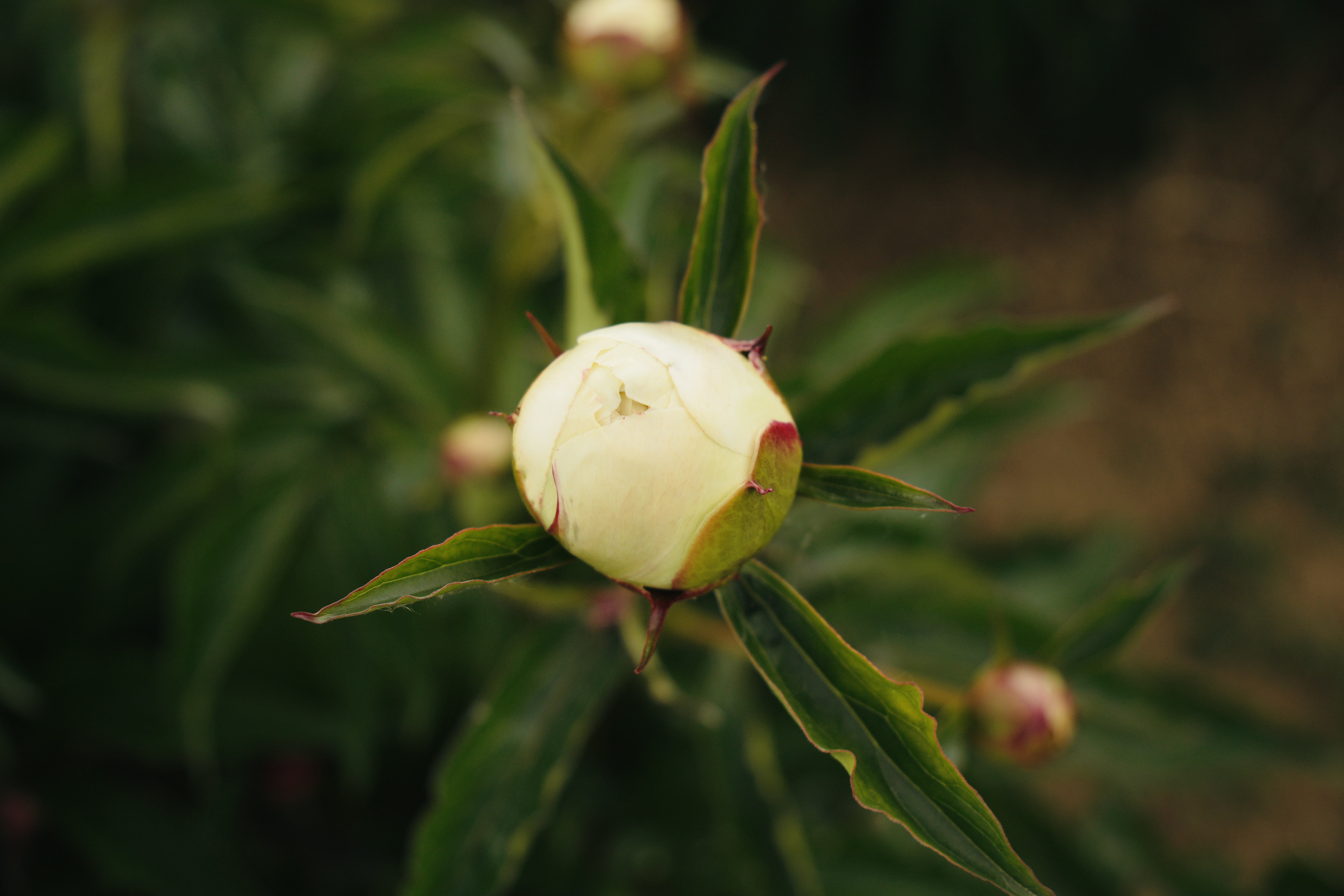 "Shirley Temple" Päonienpflanze (Pfingstrose)