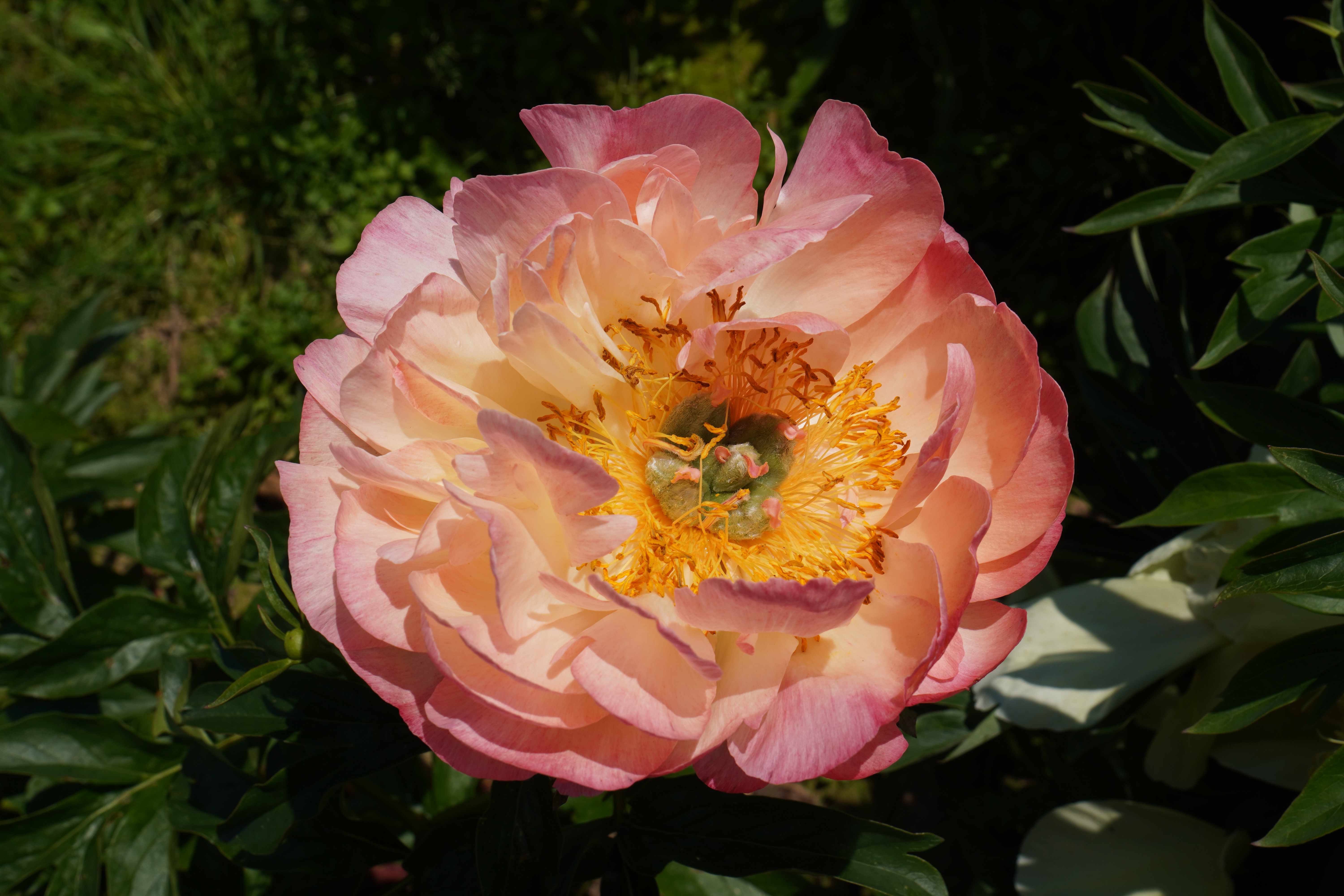 "Cytherea" Päonienpflanze (Pfingstrose)