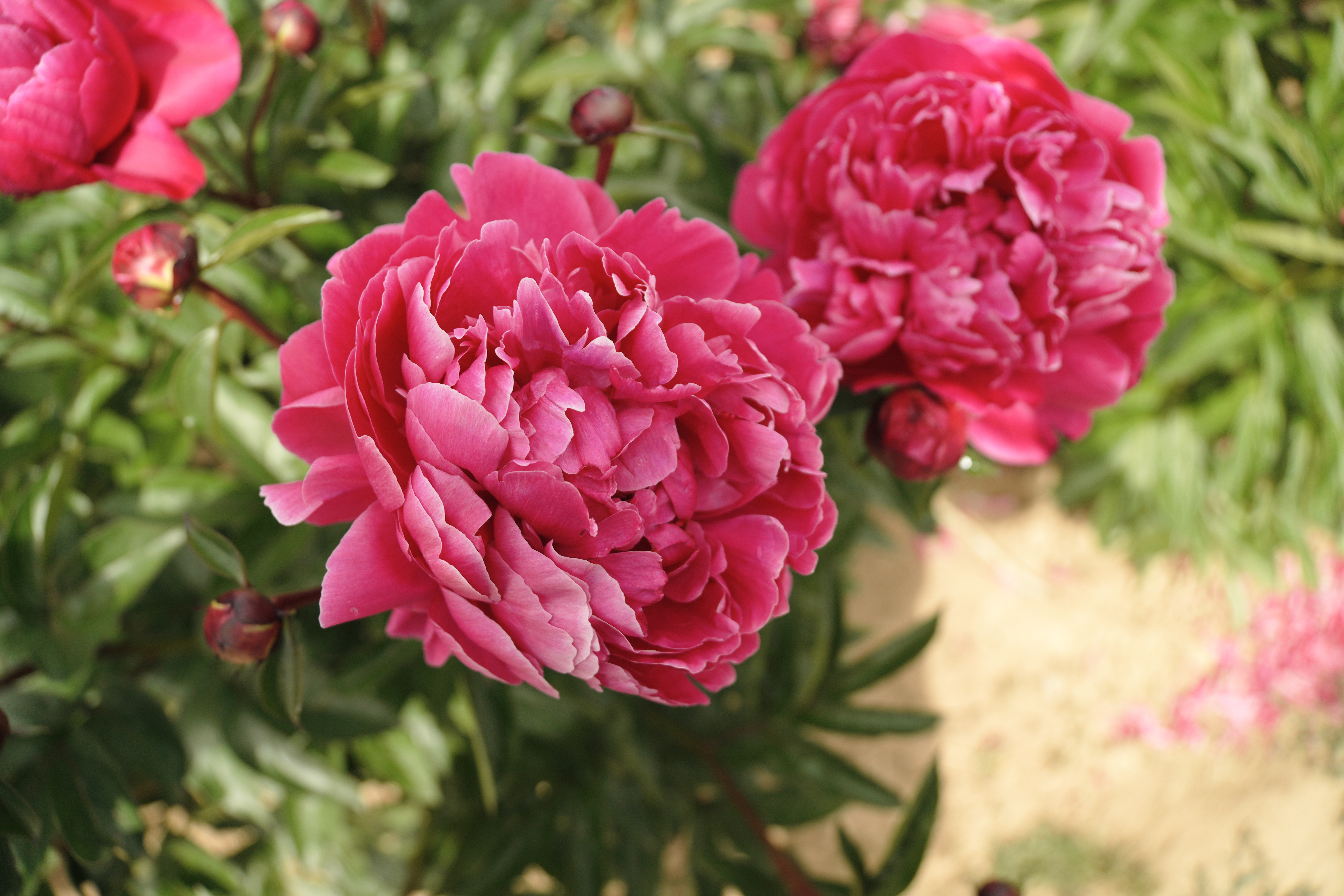 "Red Sarah Bernhardt" Päonienpflanze (Pfingstrose)