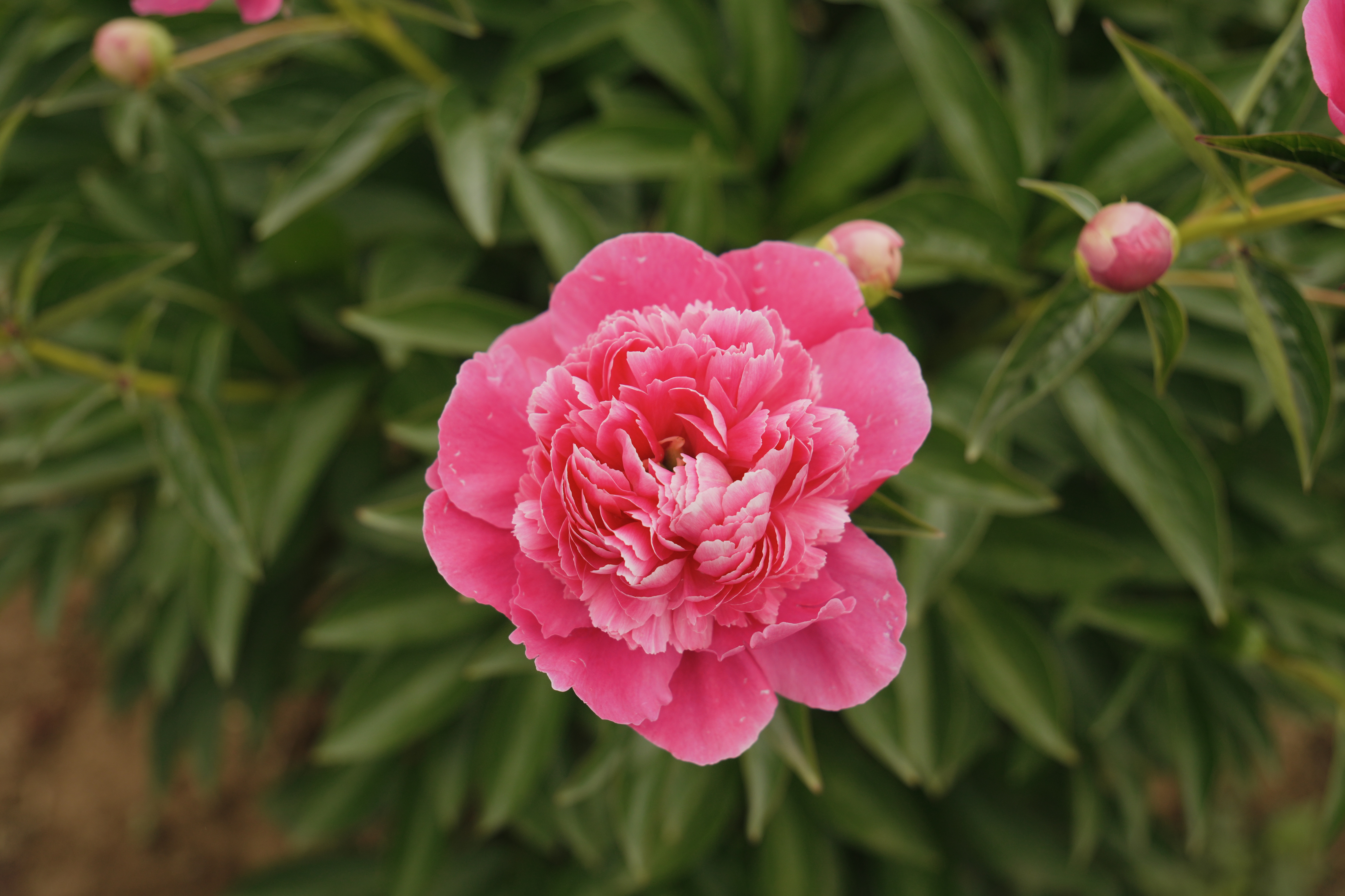 "Bouquet Perfect" Päonienpflanze (Pfingstrose)