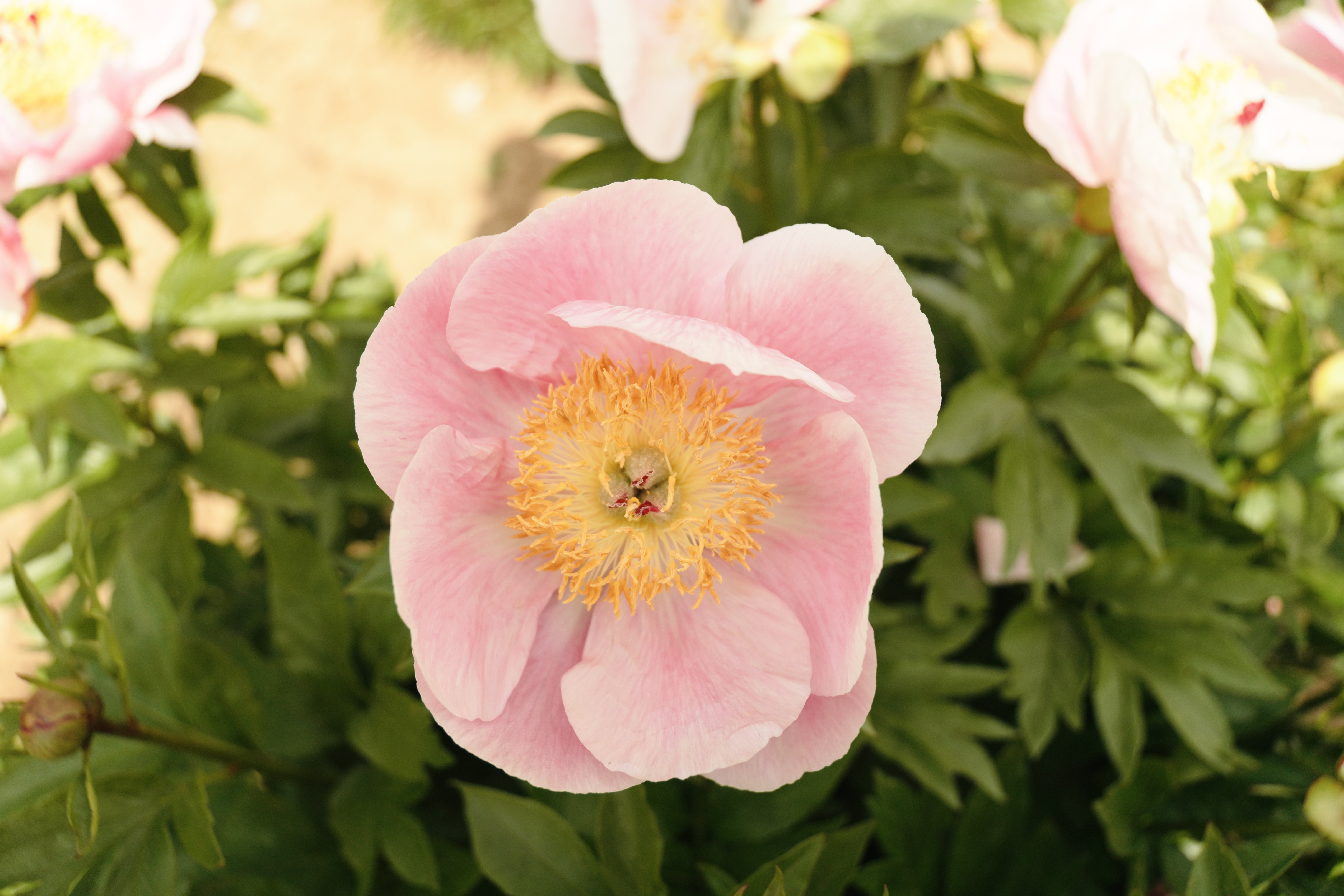 "Roselette" Päonienpflanze (Pfingstrose)