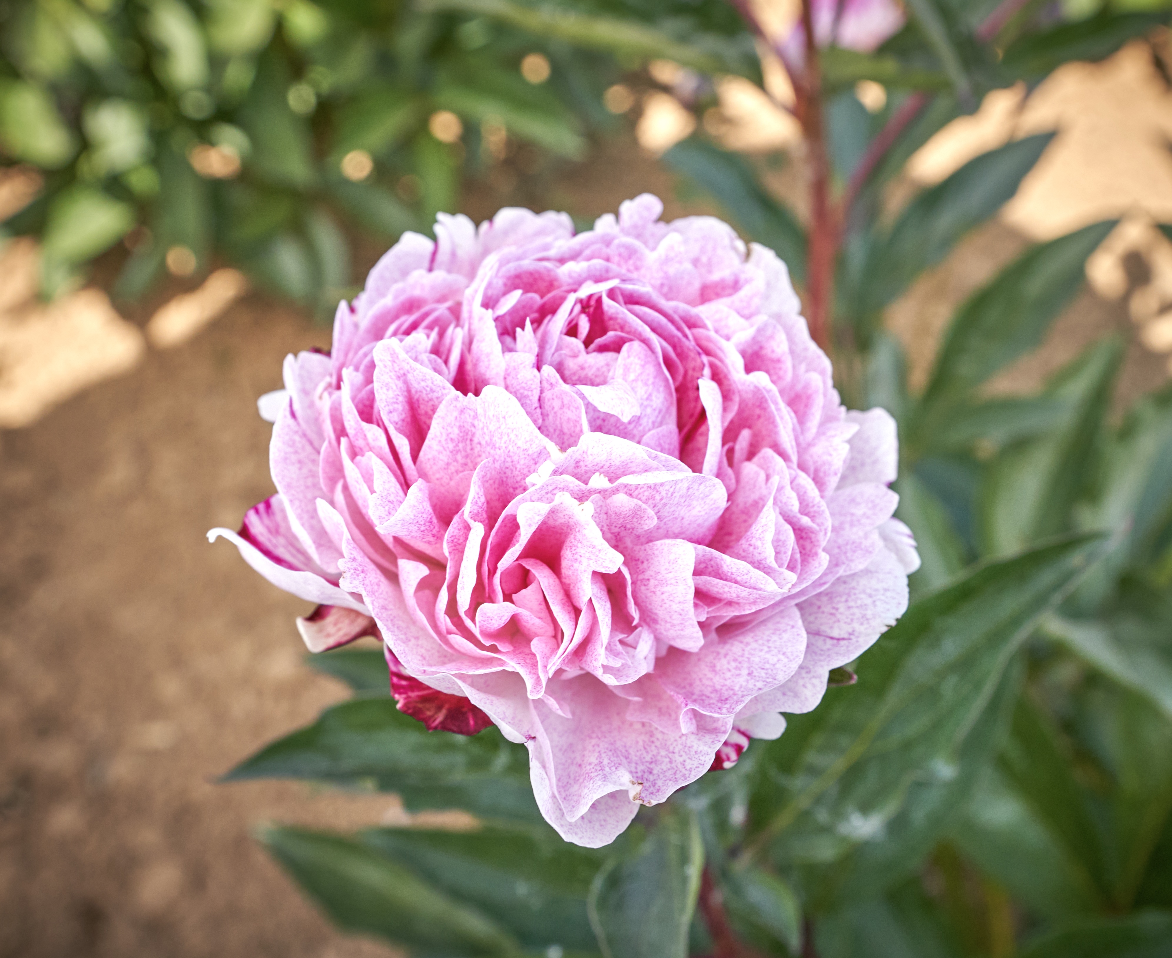 "Sarah Bernhardt "Unique™"" Päonienpflanze (Pfingstrose)