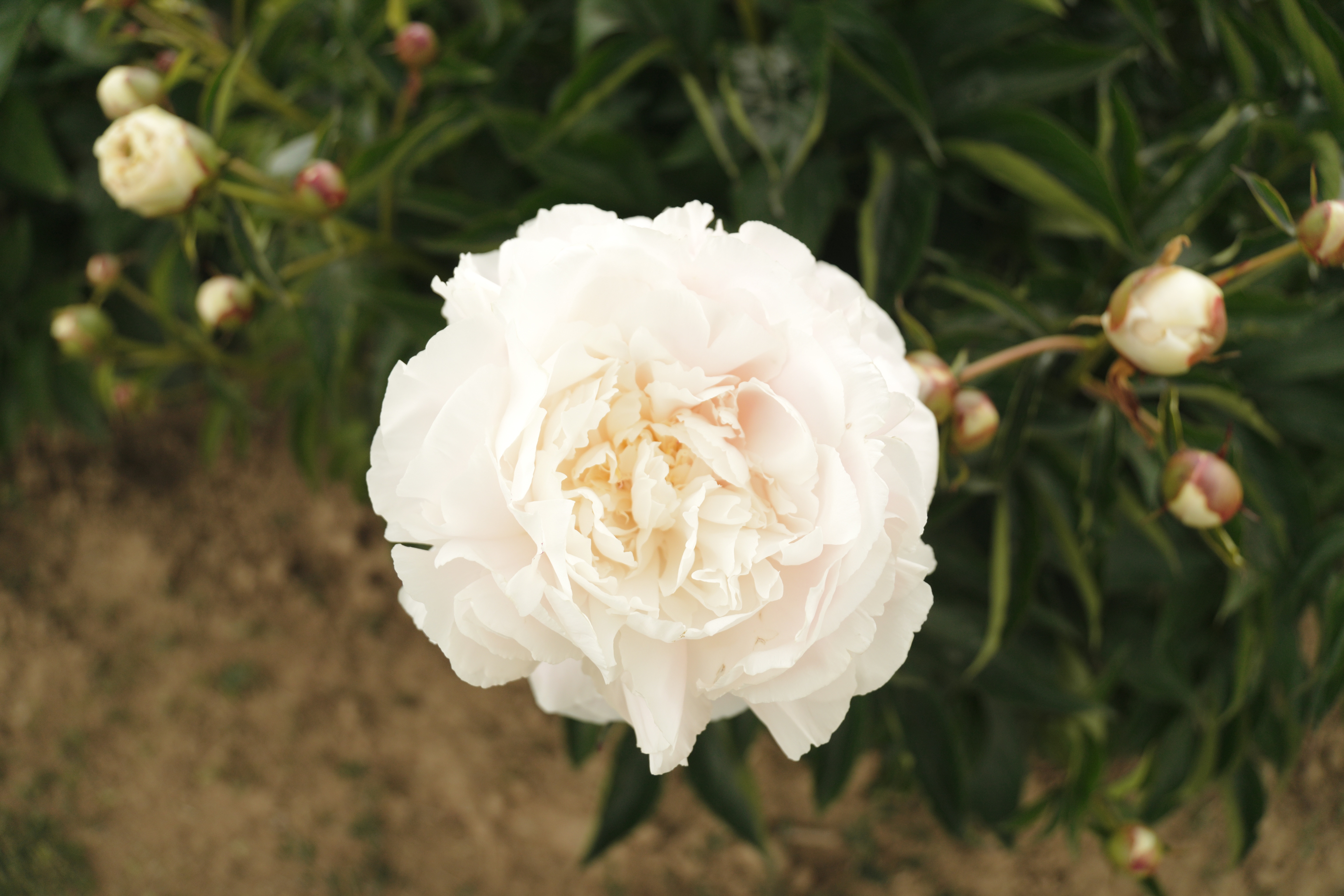 "Shirley Temple" Päonienpflanze (Pfingstrose)