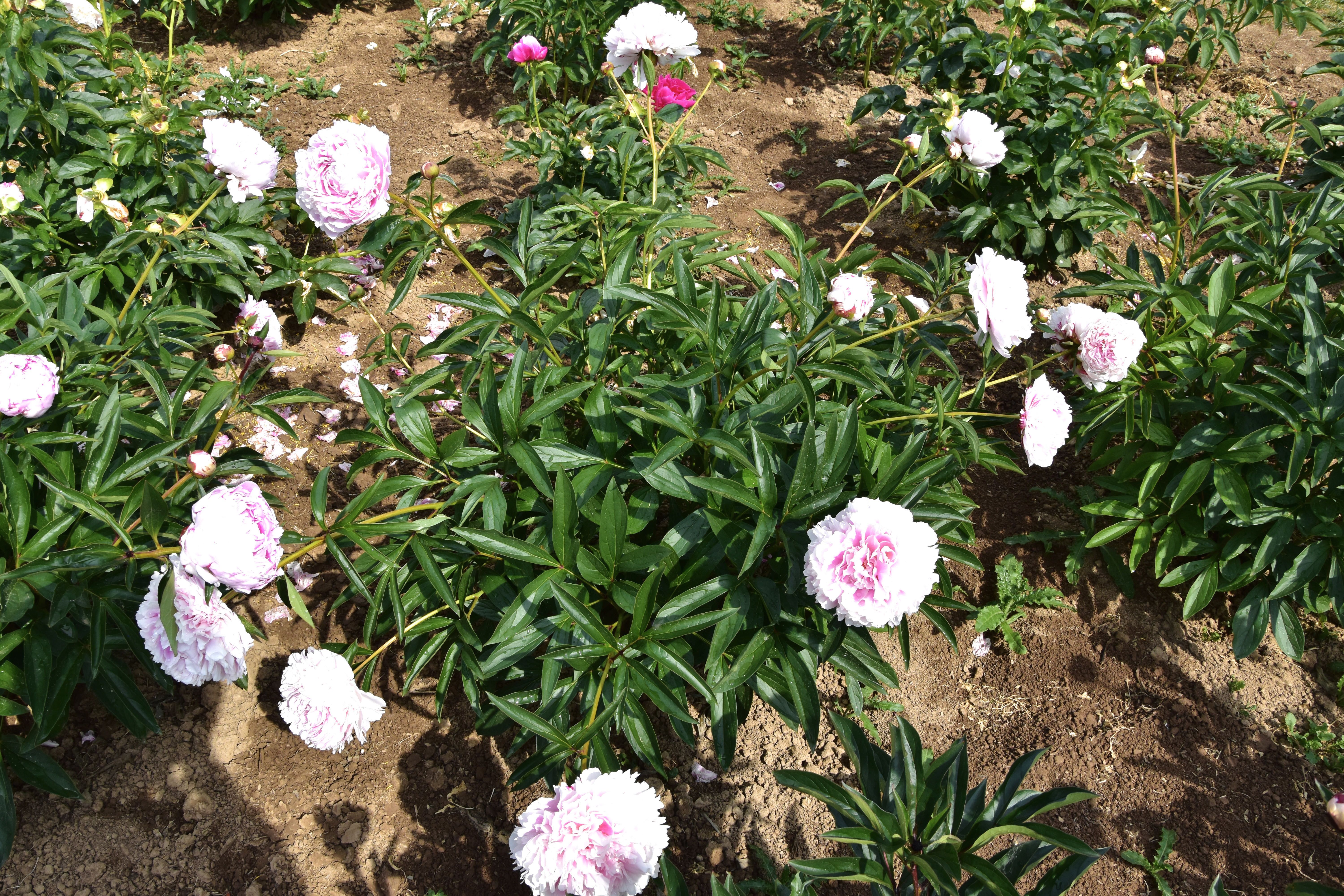 "Sarah Bernhardt" Päonienpflanze (Pfingstrose)
