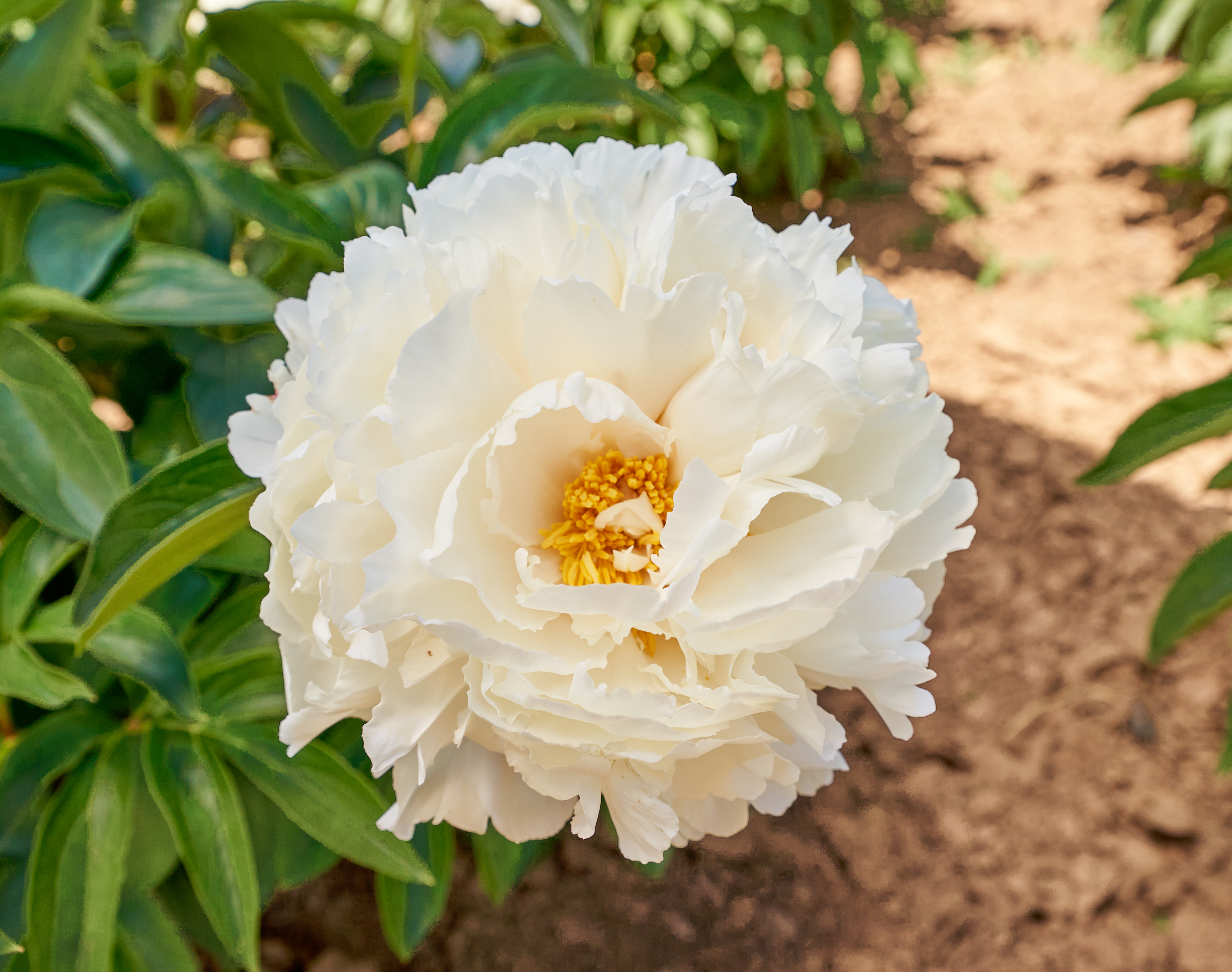 "Amalia Olson" Päonienpflanze (Pfingstrose)