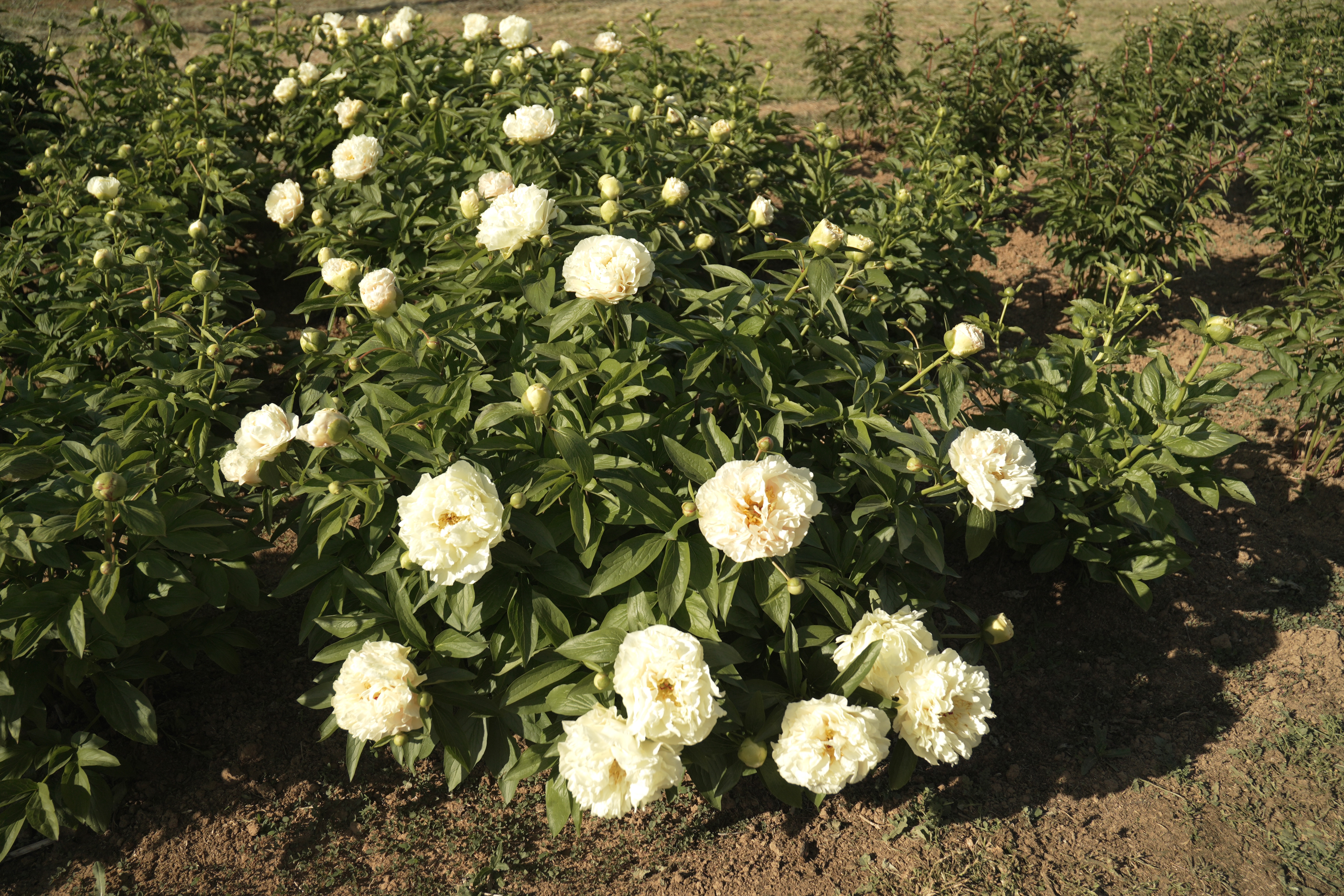 "Sunny Girl" Päonienpflanze (Pfingstrose)