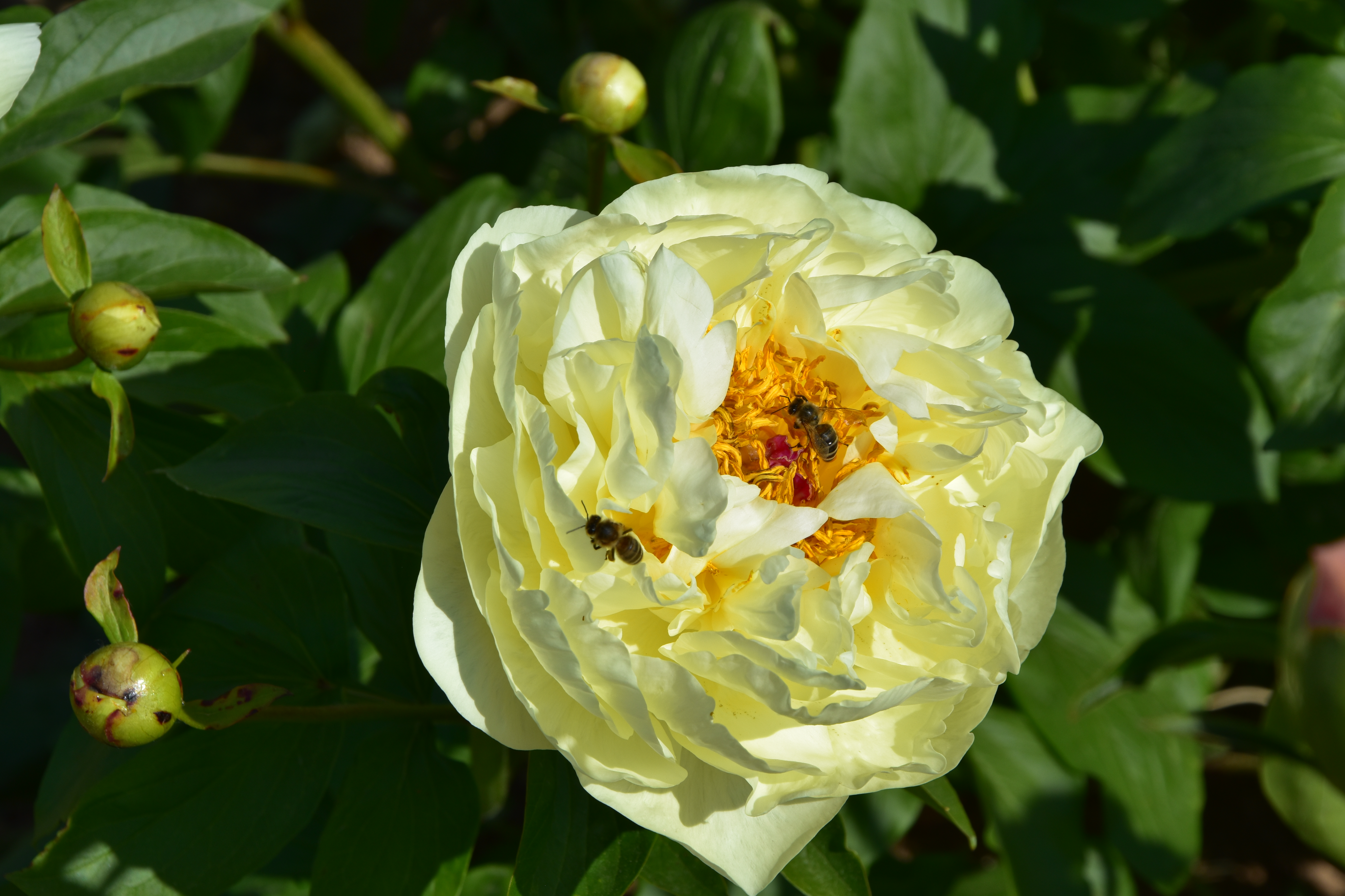"Lemon Chiffon" Päonienpflanze (Pfingstrose)
