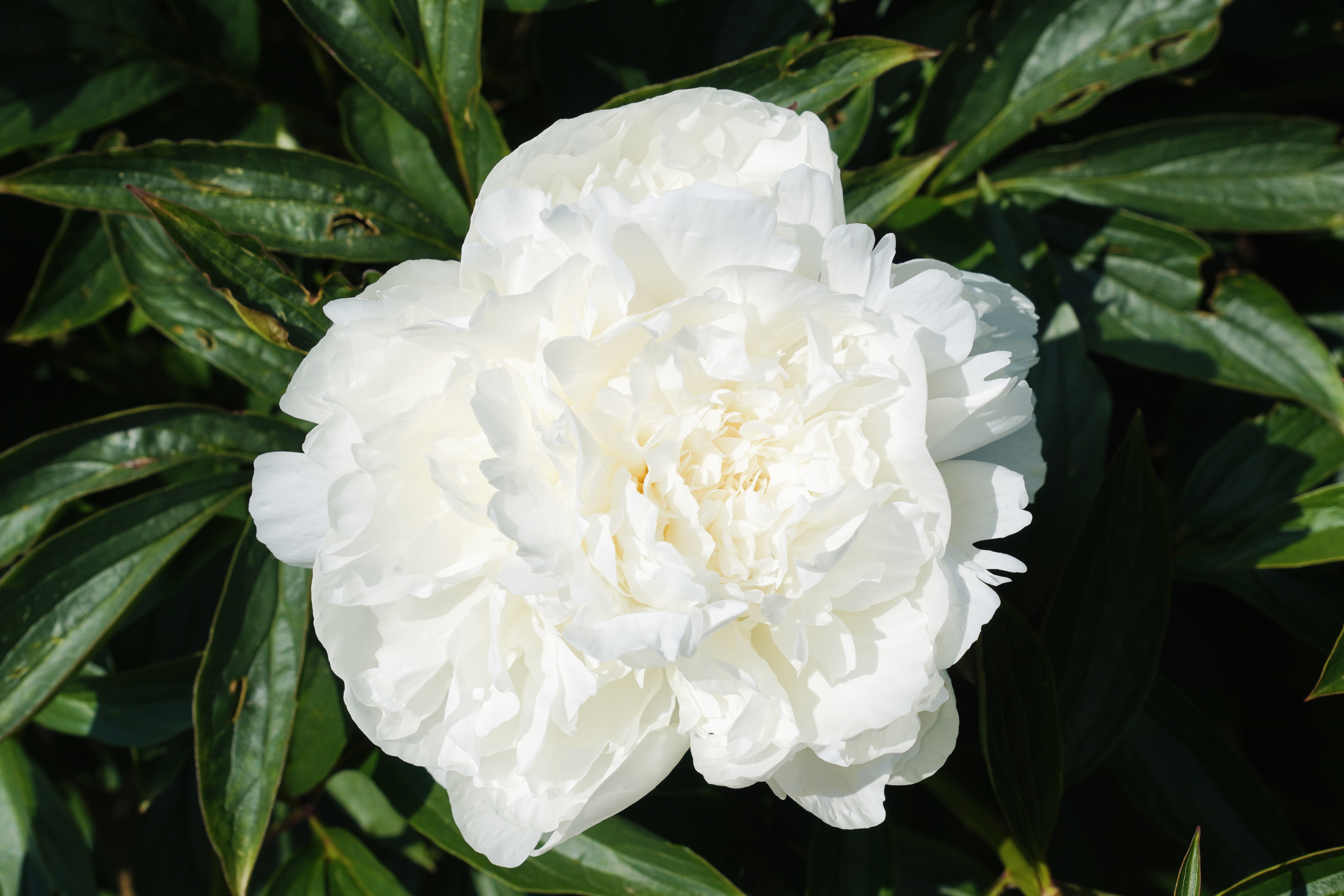 "Madame Claude Tain" Päonienpflanze (Pfingstrose)
