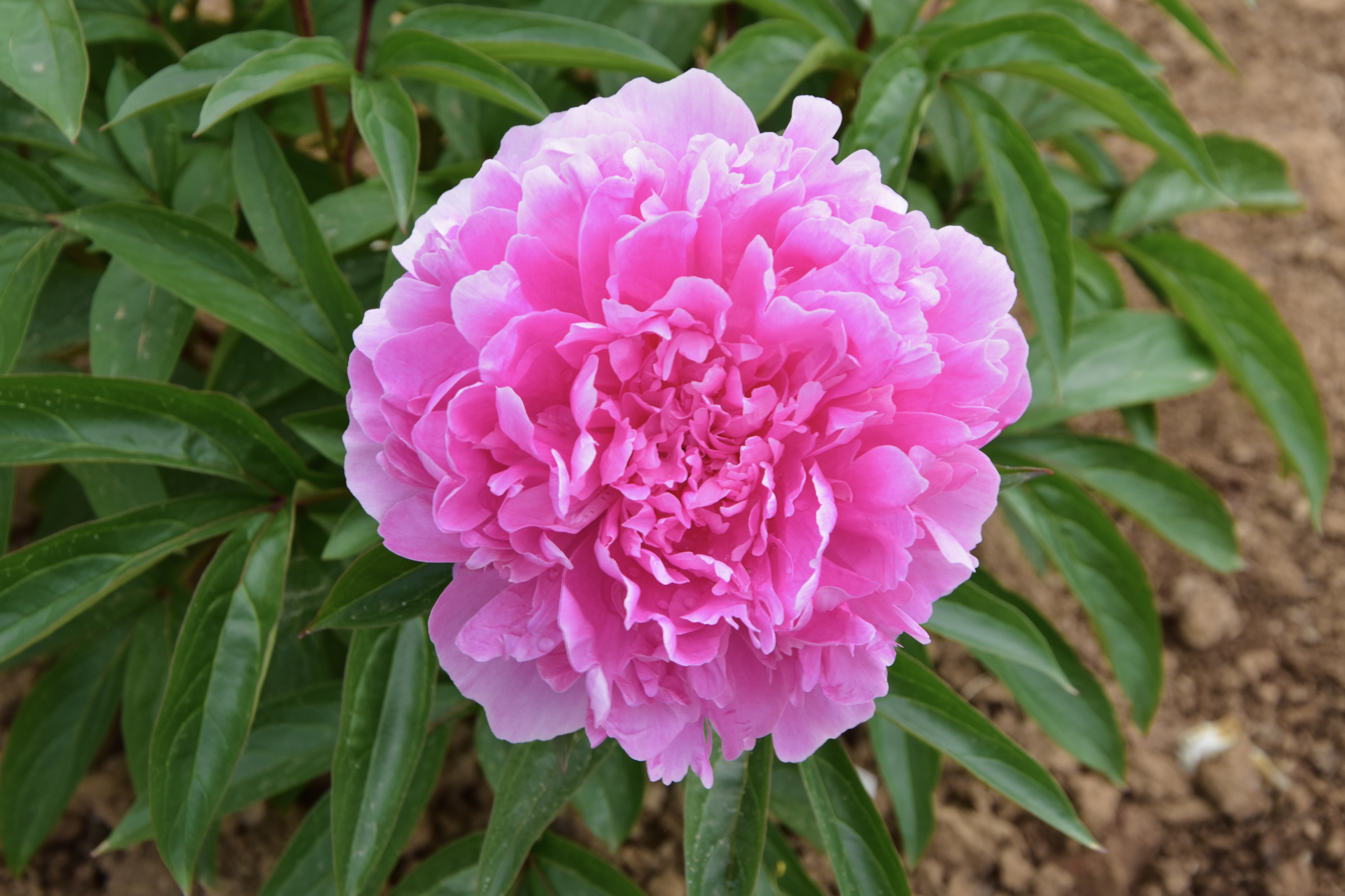 "Pink Parfait" Päonienpflanze (Pfingstrose)