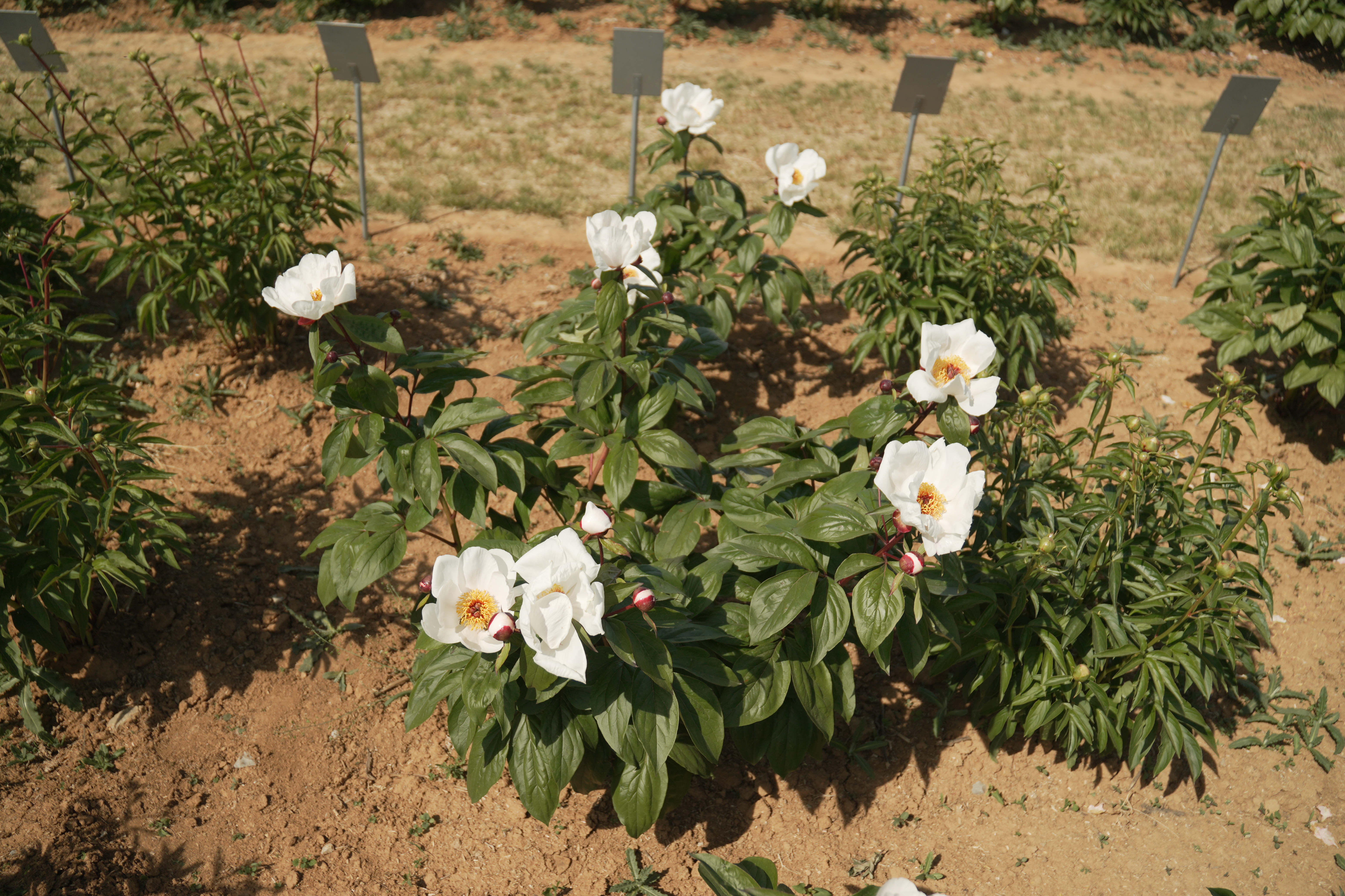 "Garden Peace" Päonienpflanze (Pfingstrose)