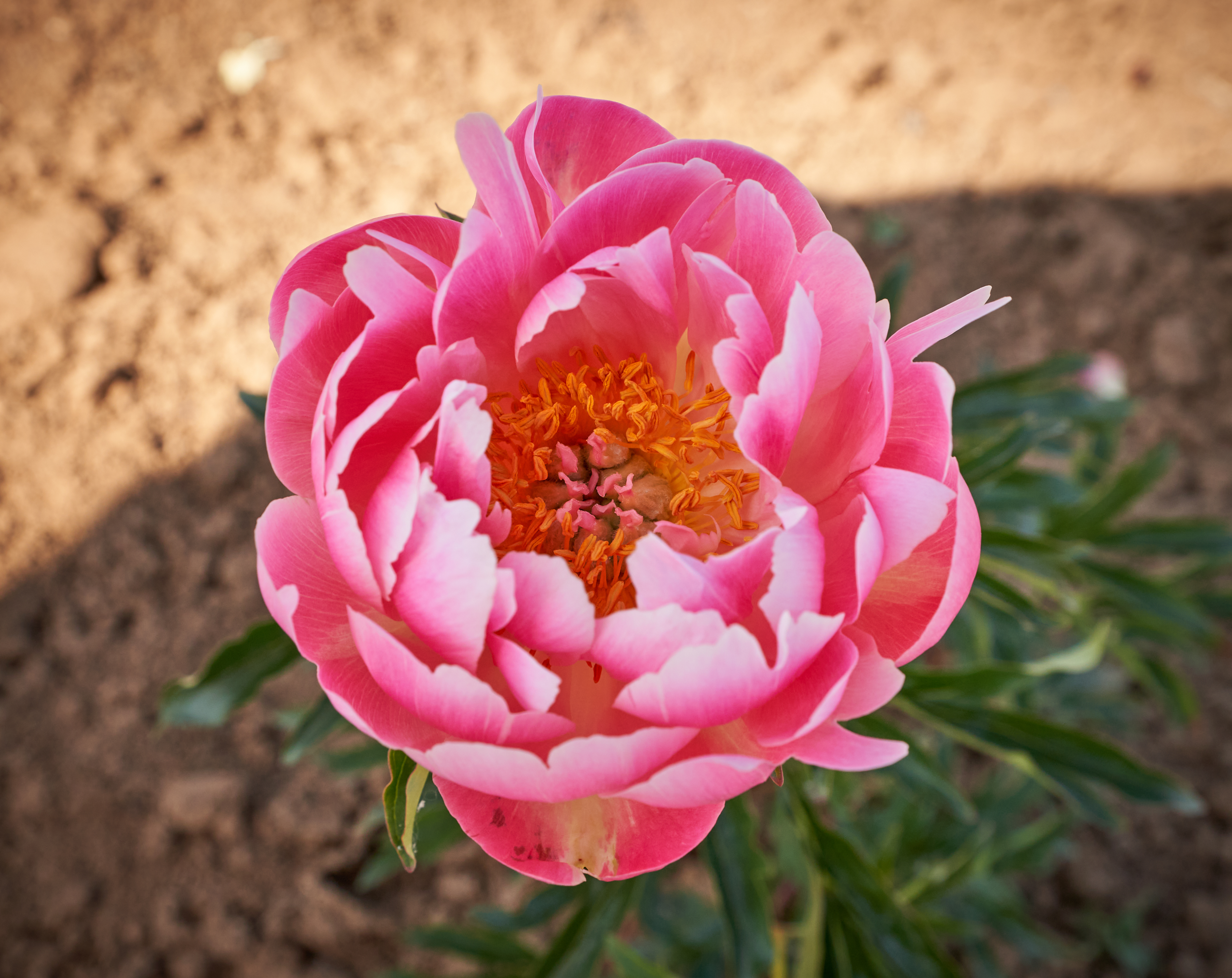 "Coral Supreme" Päonienpflanze (Pfingstrose)