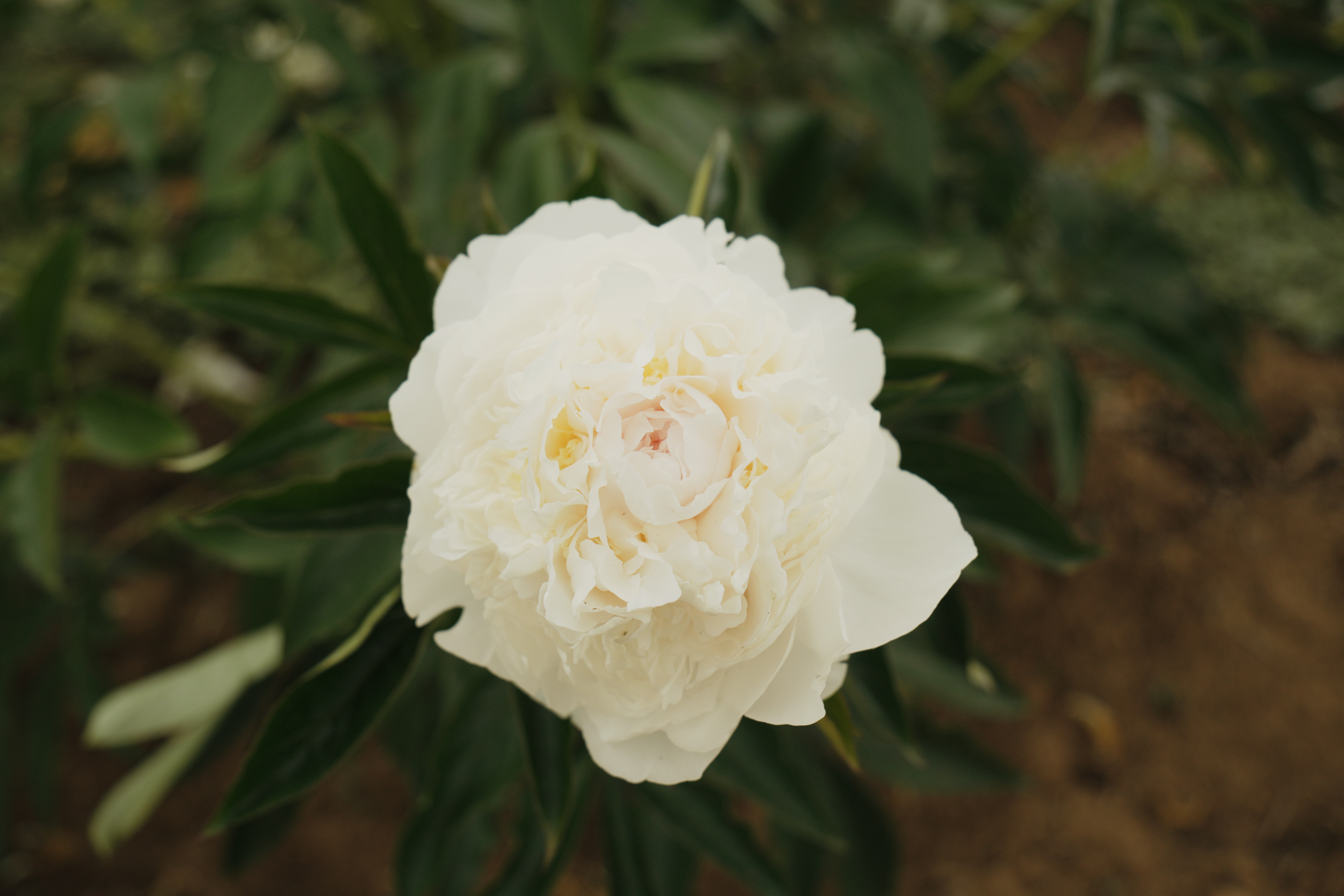 "Blush Queen" Päonienpflanze (Pfingstrose)