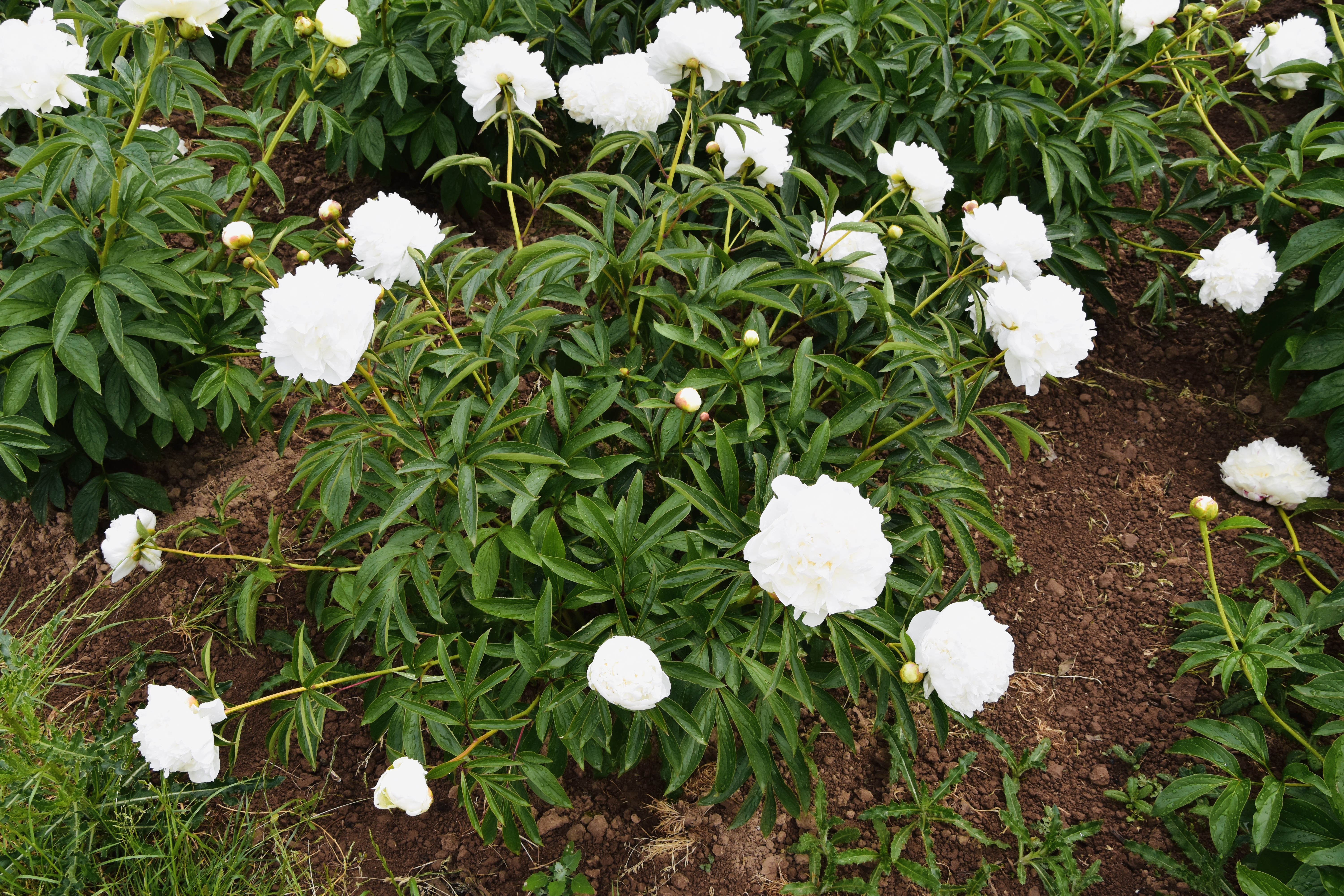 "Madame Claude Tain" Päonienpflanze (Pfingstrose)