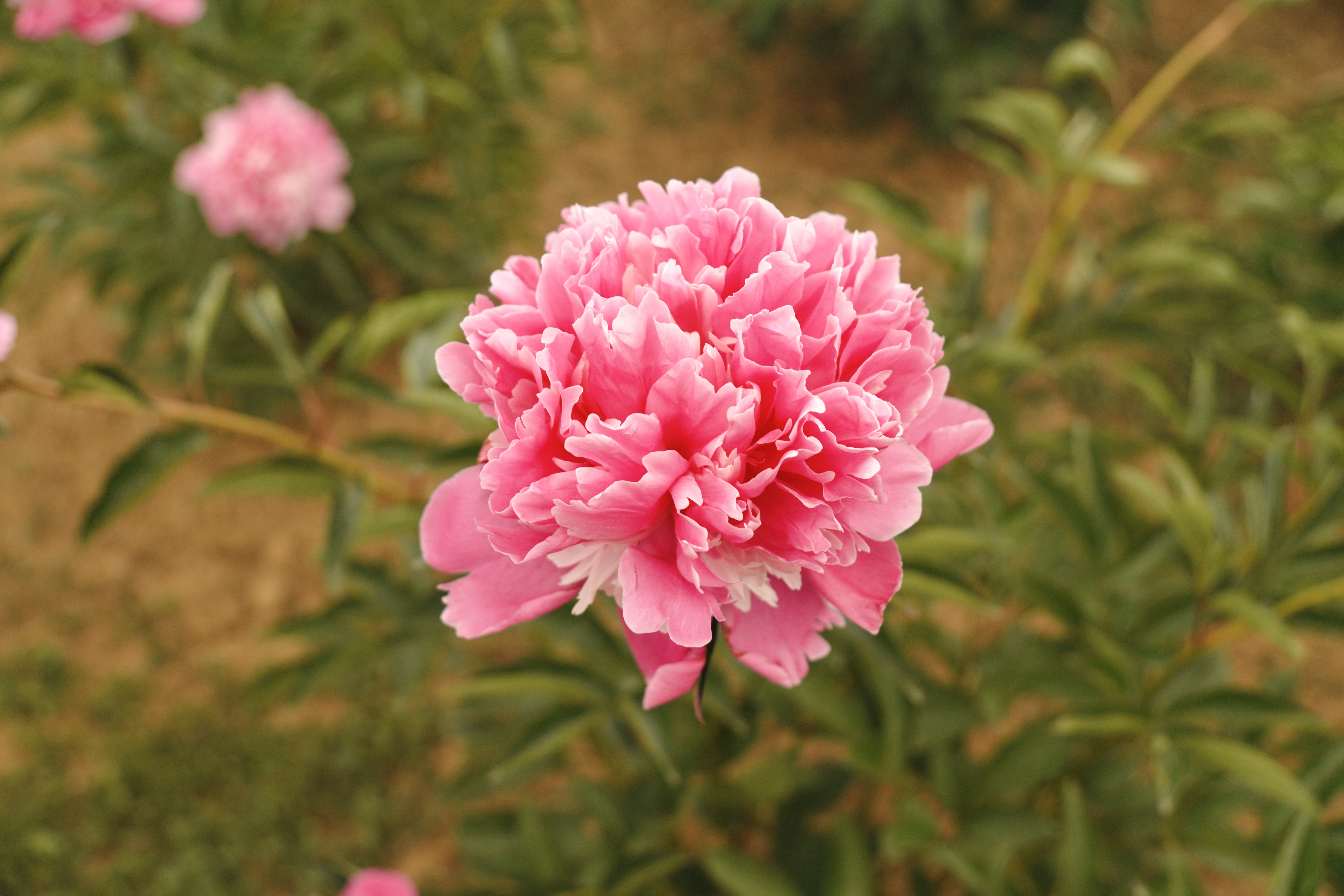 "Edulis Superba" Päonienpflanze (Pfingstrose)