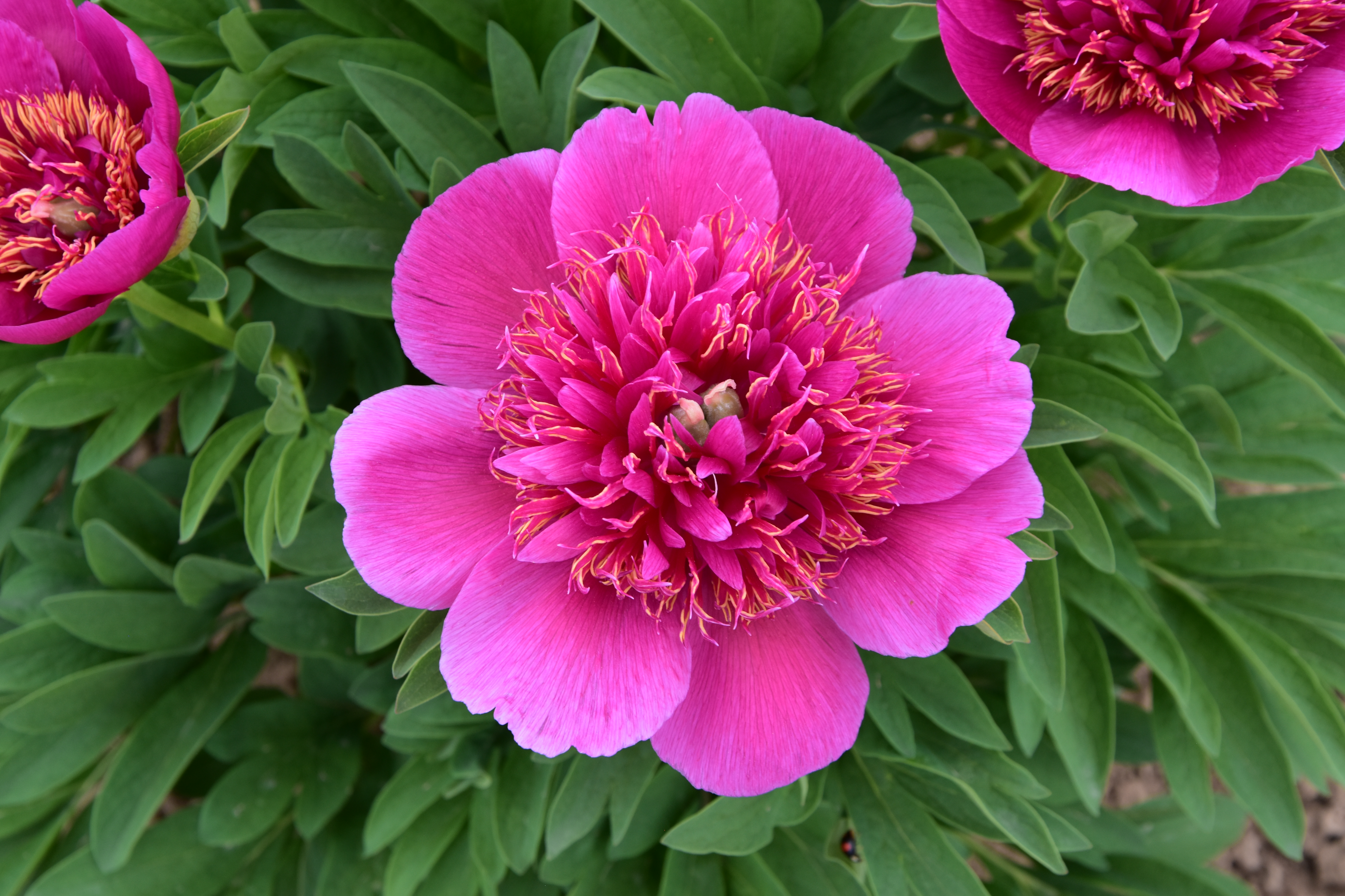 "Anemoniflora" Päonienpflanze (Pfingstrose)