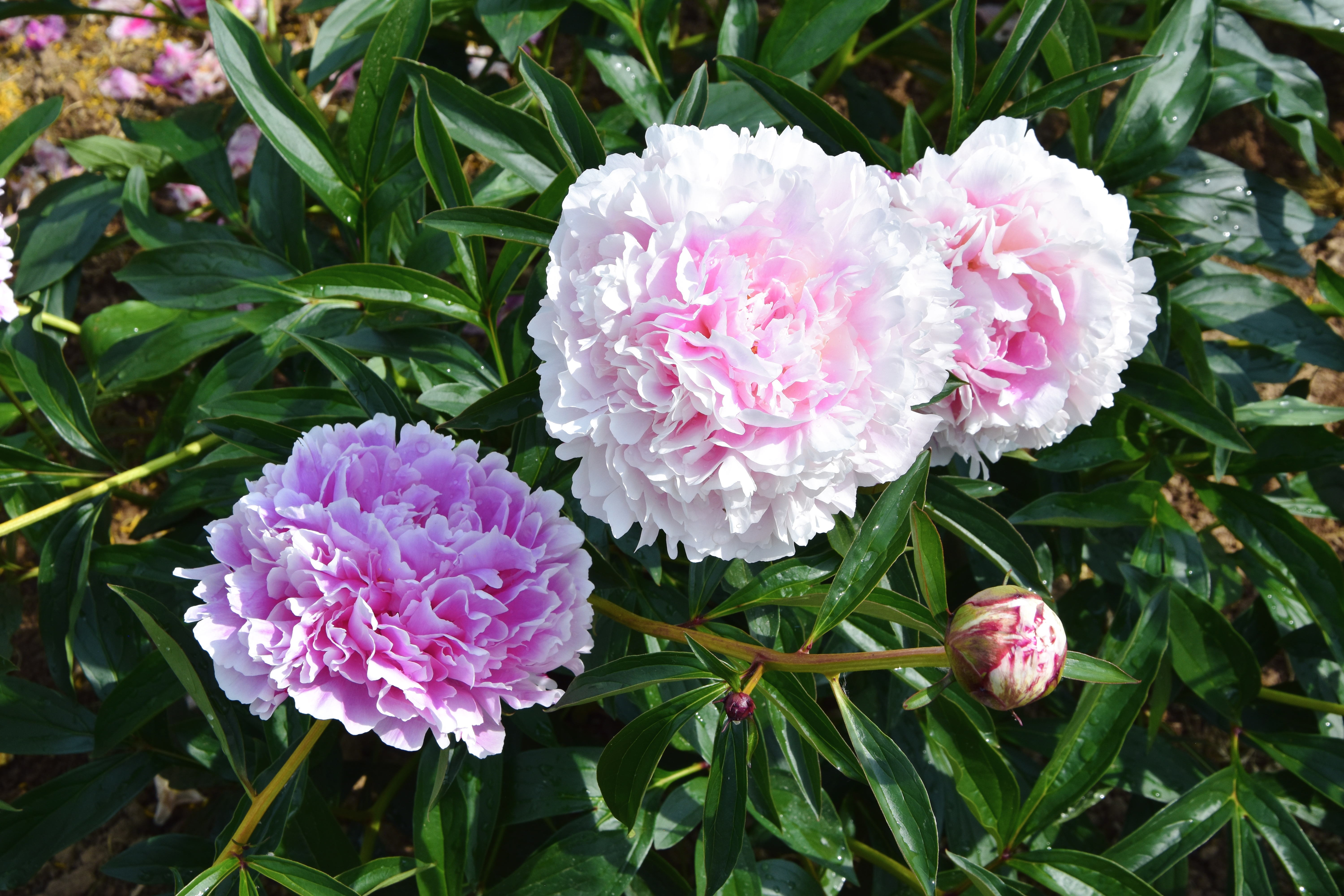 "Sarah Bernhardt" Päonienpflanze (Pfingstrose)