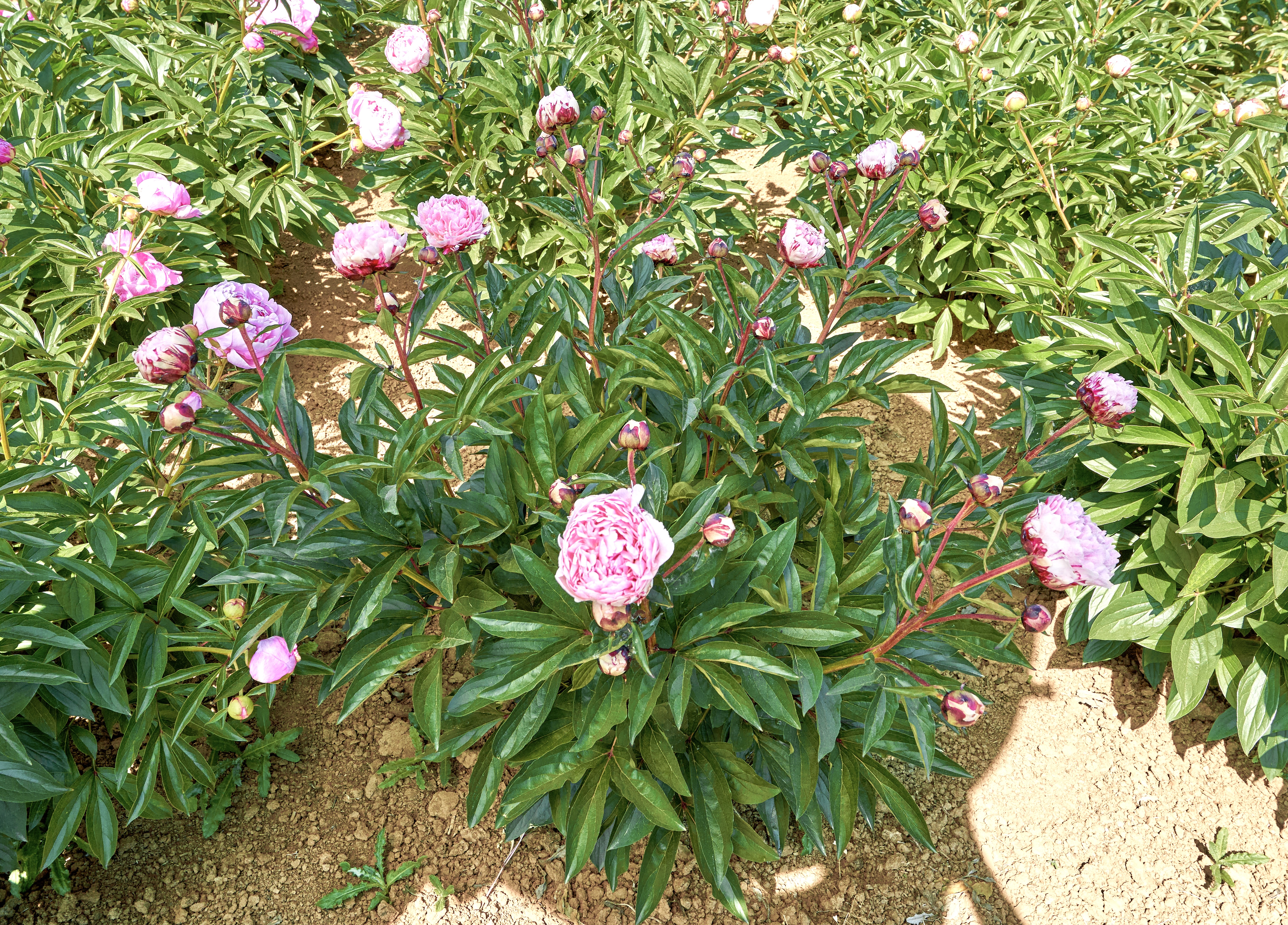 "Sarah Bernhardt "Unique™"" Päonienpflanze (Pfingstrose)