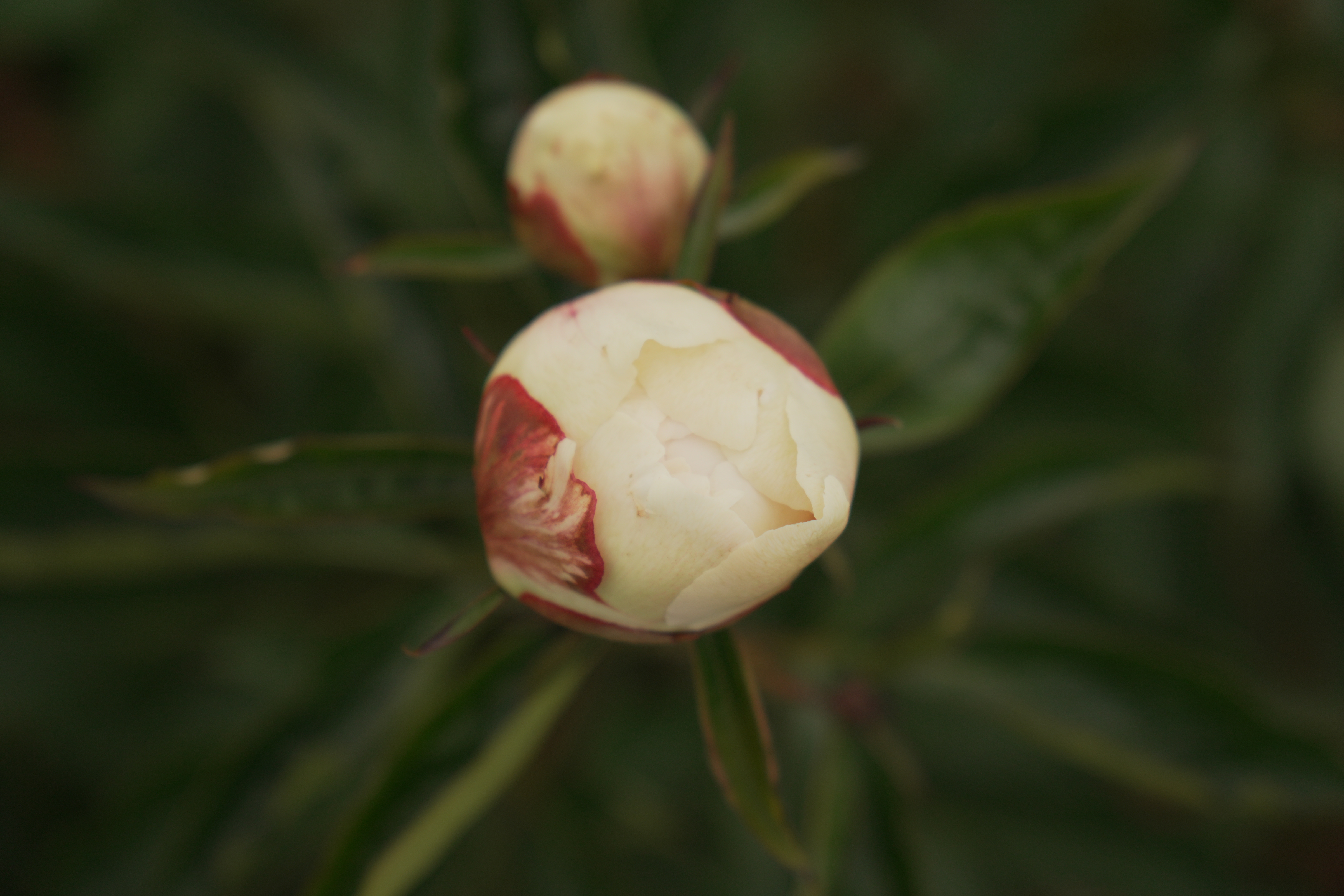 "Blush Queen" Päonienpflanze (Pfingstrose)
