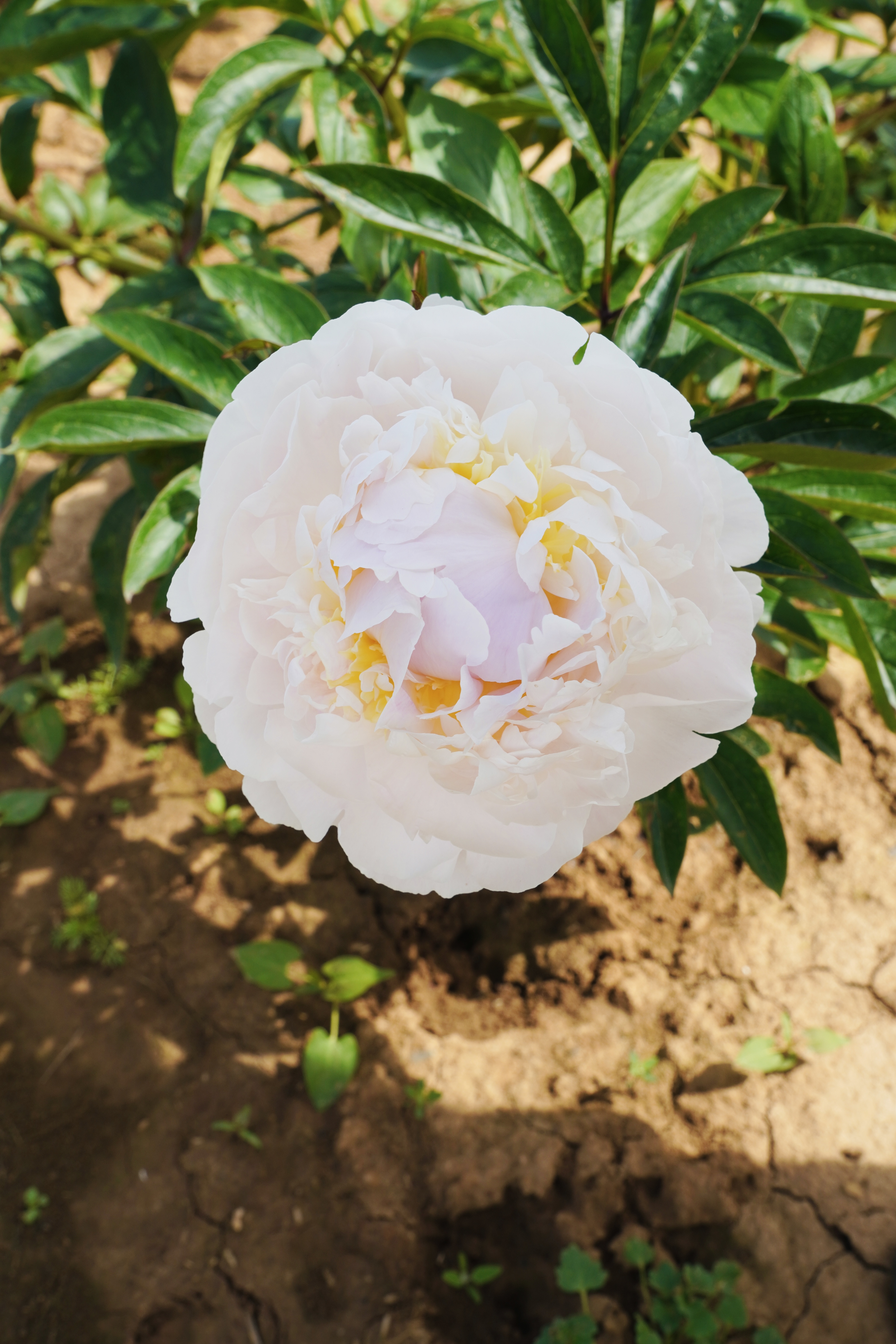 "Blush Queen" Päonienpflanze (Pfingstrose)