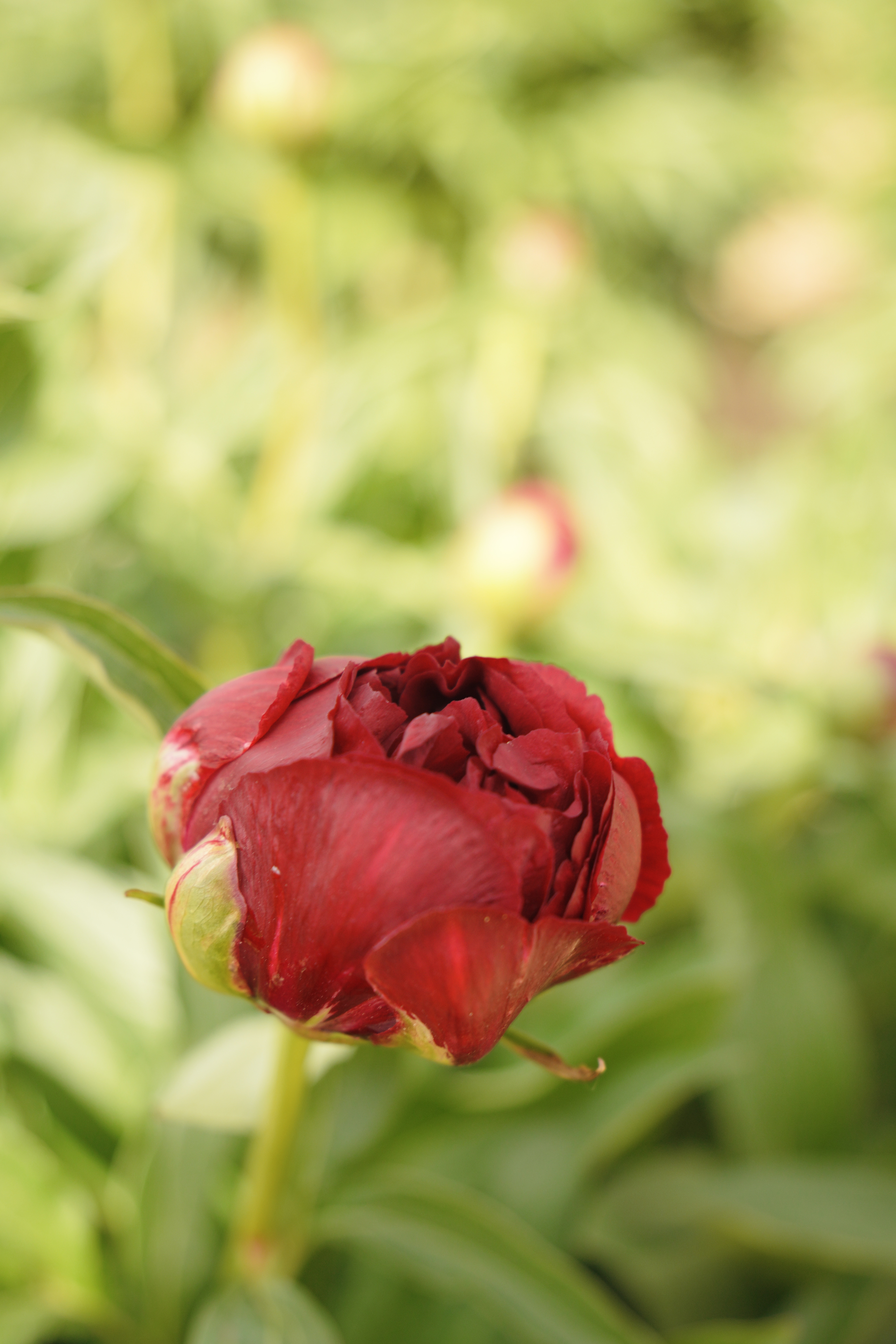 "Red Glory" Päonienpflanze (Pfingstrose)