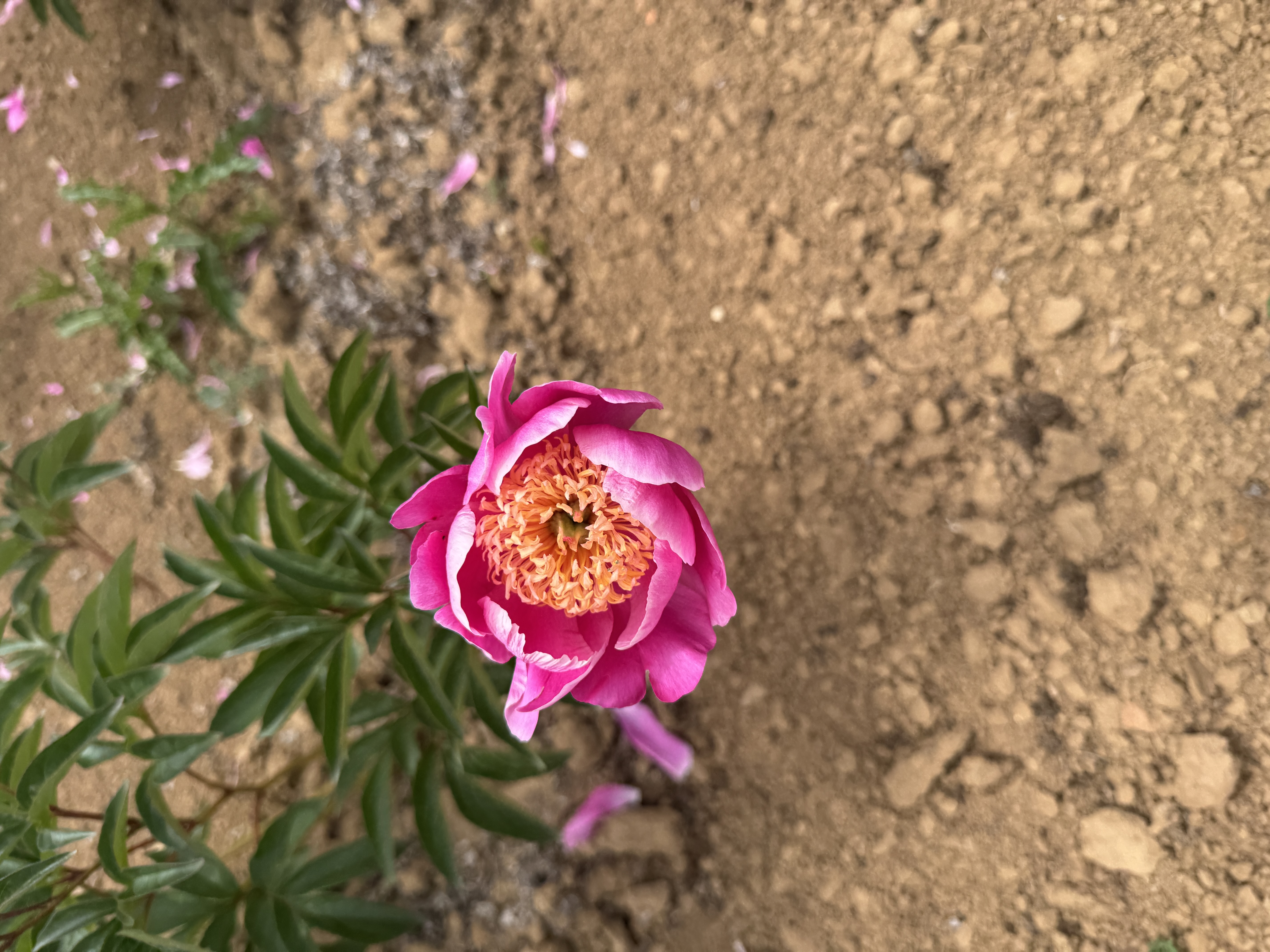 "Le Charme" Päonienpflanze (Pfingstrose)