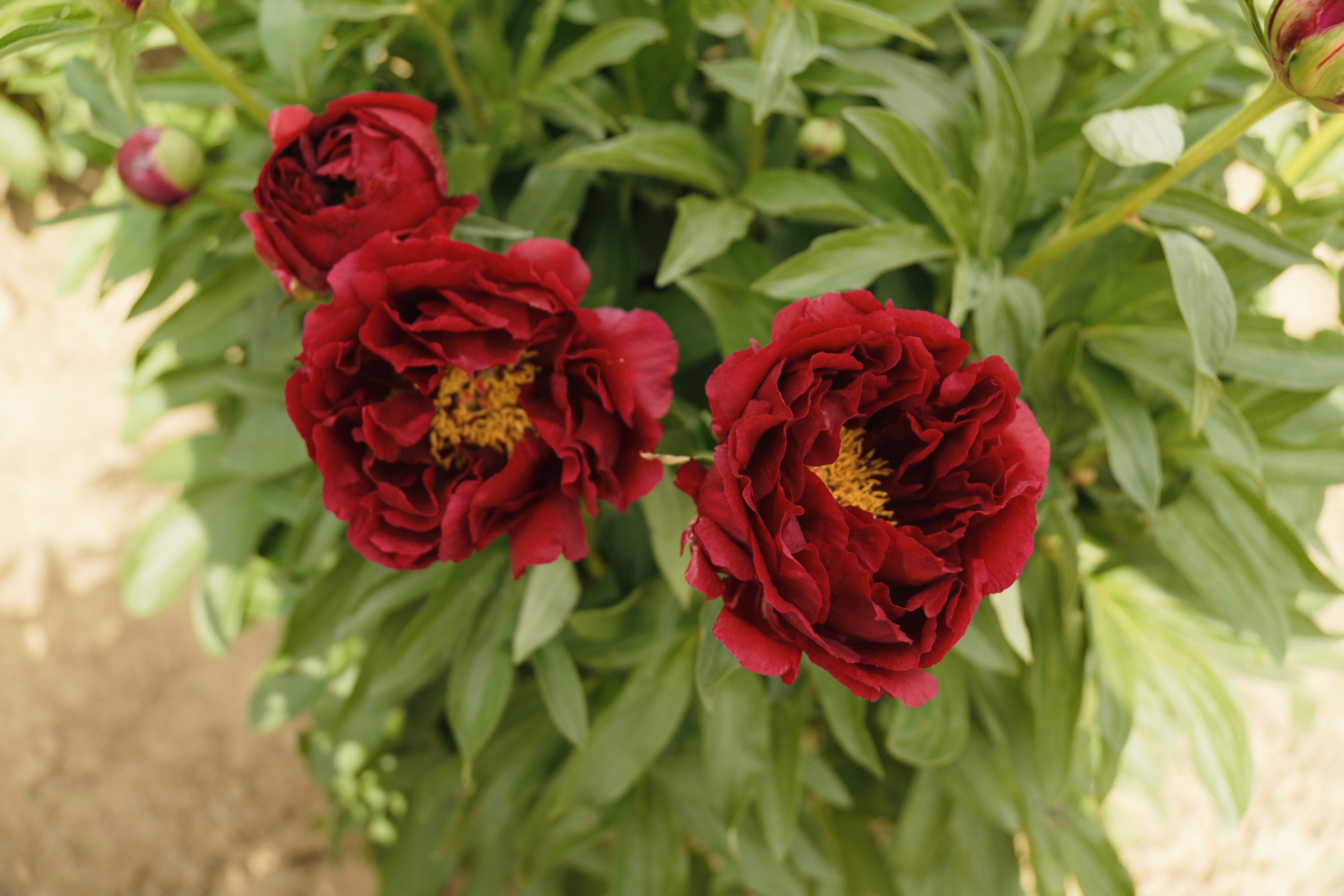 "Red Glory" Päonienpflanze (Pfingstrose)