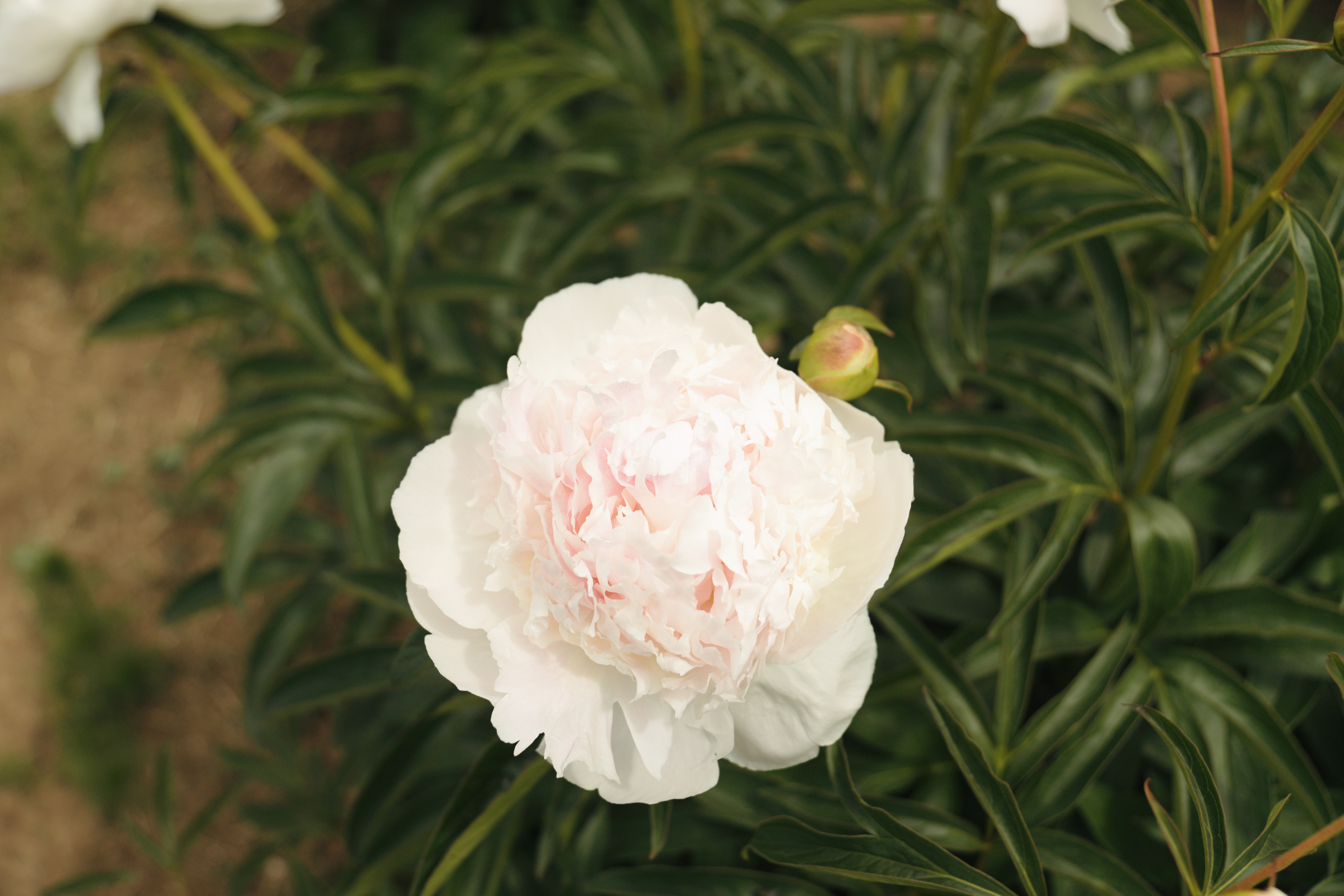 "Chiffon Parfait" Päonienpflanze (Pfingstrose)