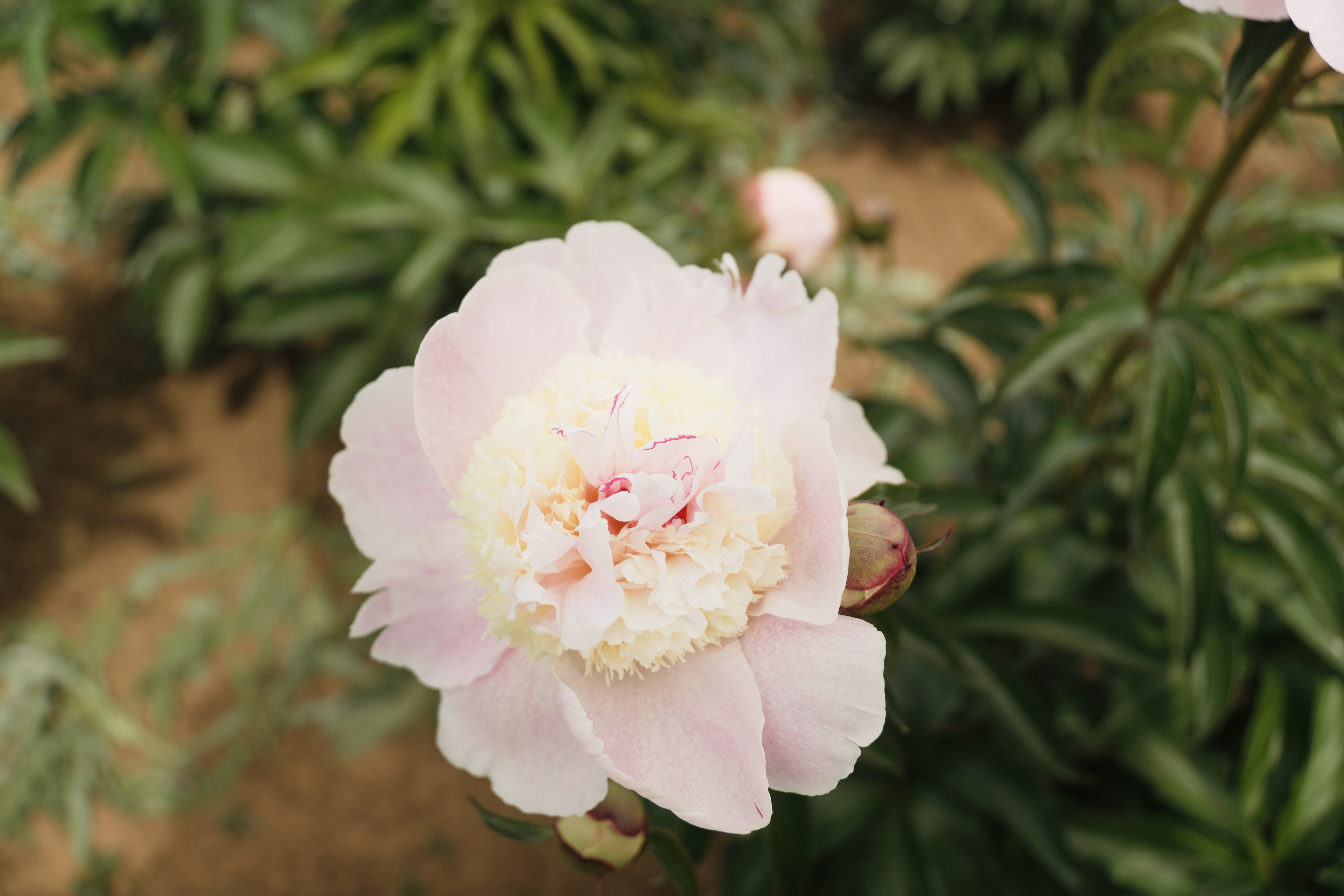 "Petticoat Flounce" Päonienpflanze (Pfingstrose)