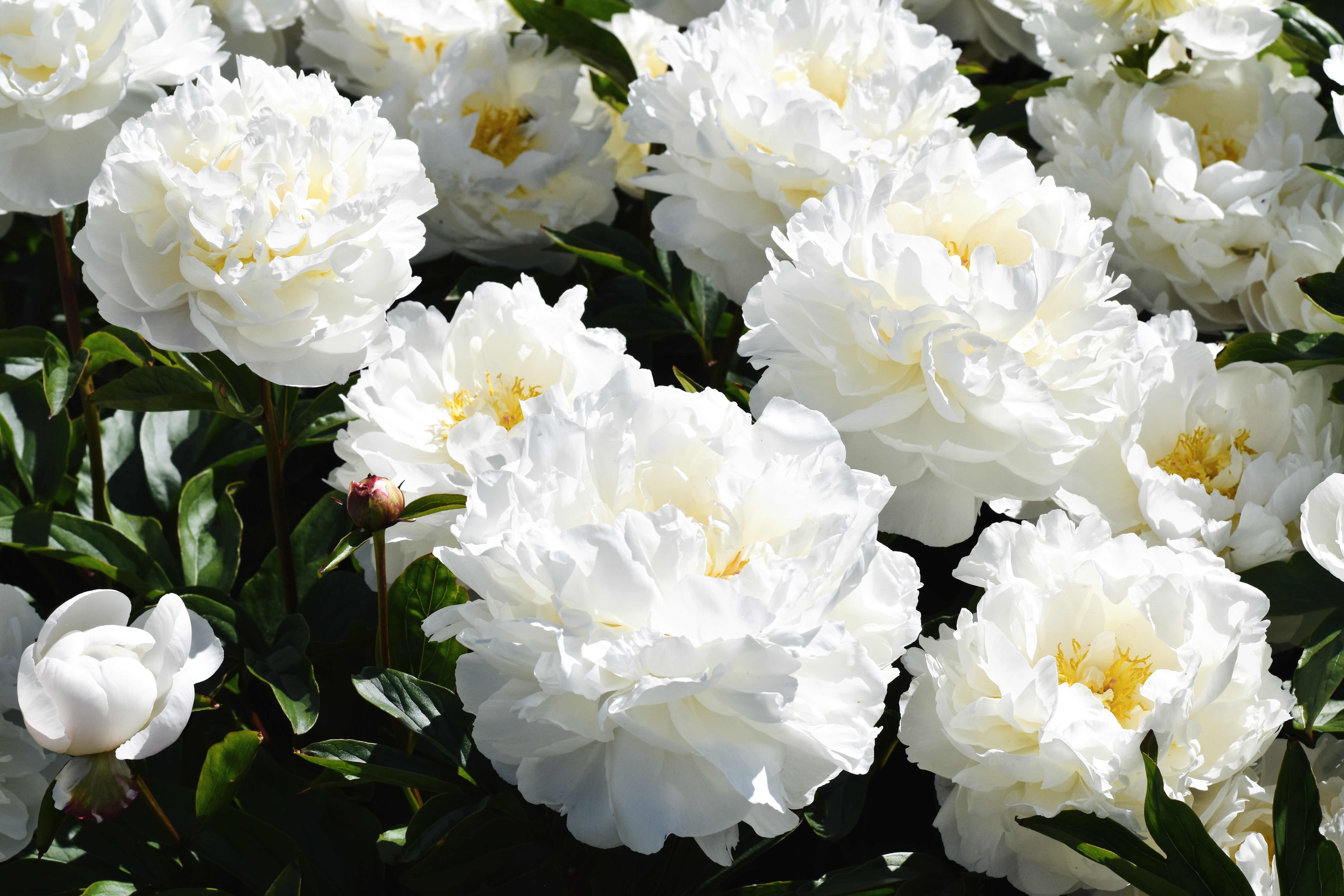 "Gardenia" Päonienpflanze (Pfingstrose)
