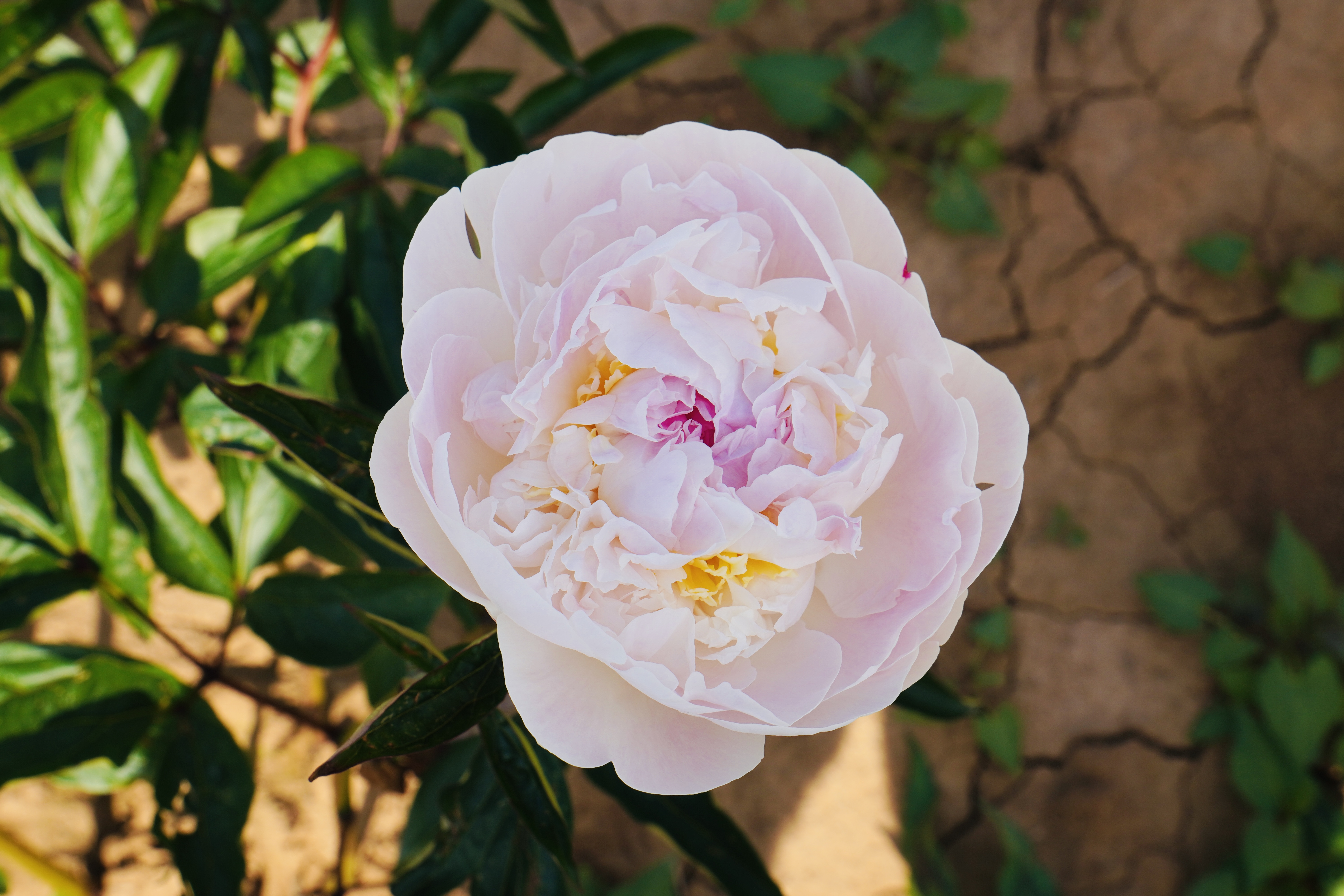 "Blush Queen" Päonienpflanze (Pfingstrose)