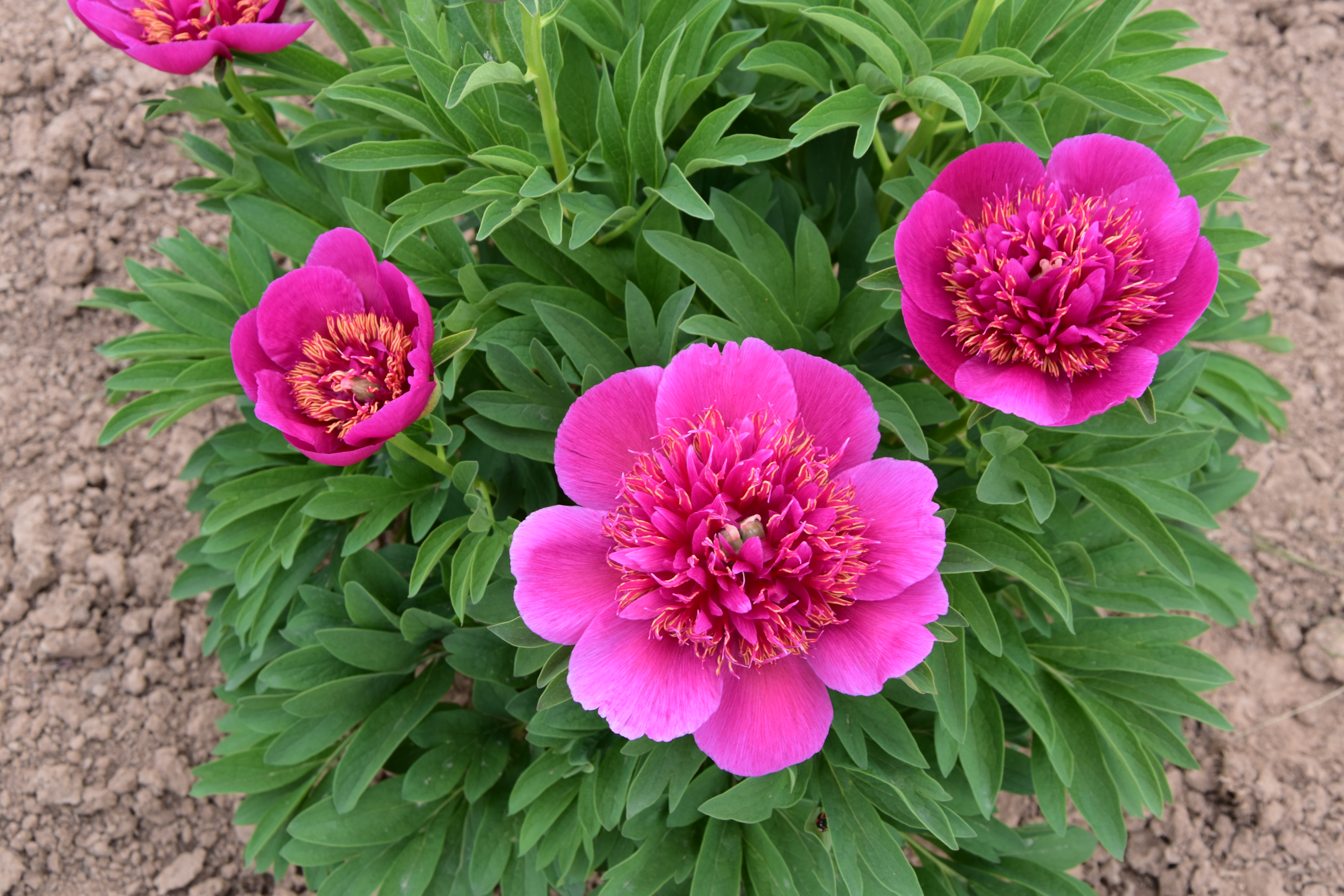 "Anemoniflora" Päonienpflanze (Pfingstrose)