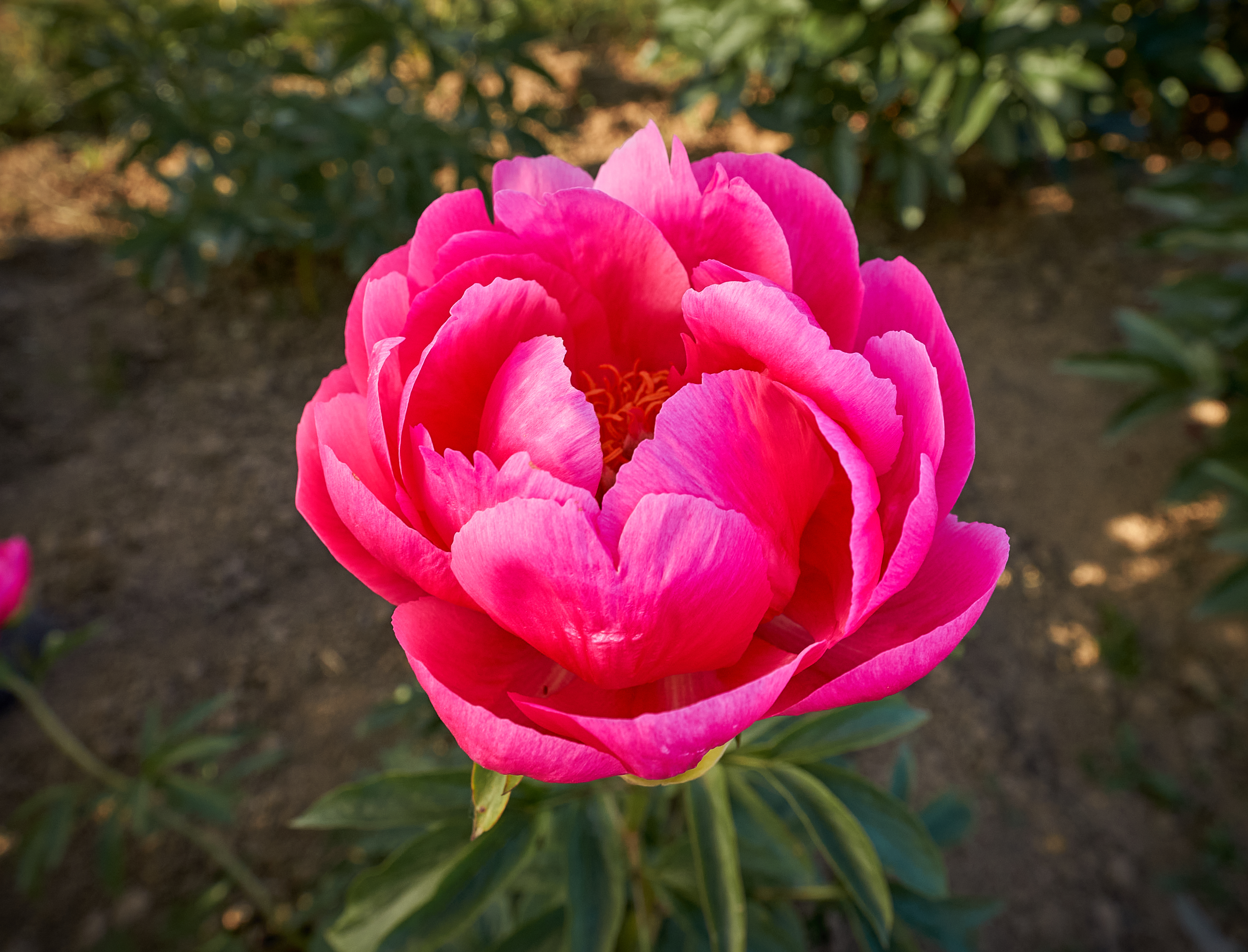 "Cytherea" Päonienpflanze (Pfingstrose)