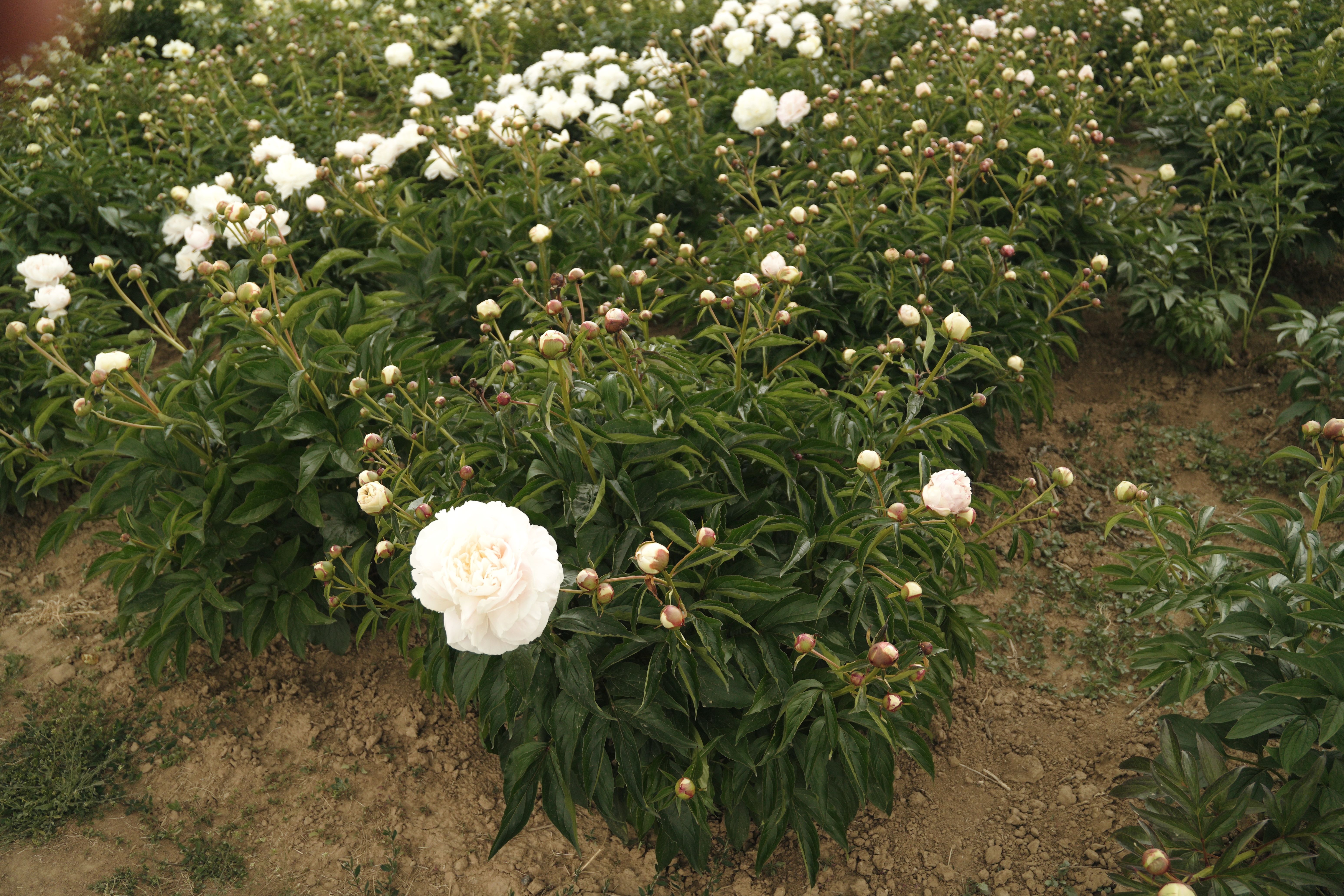 "Shirley Temple" Päonienpflanze (Pfingstrose)
