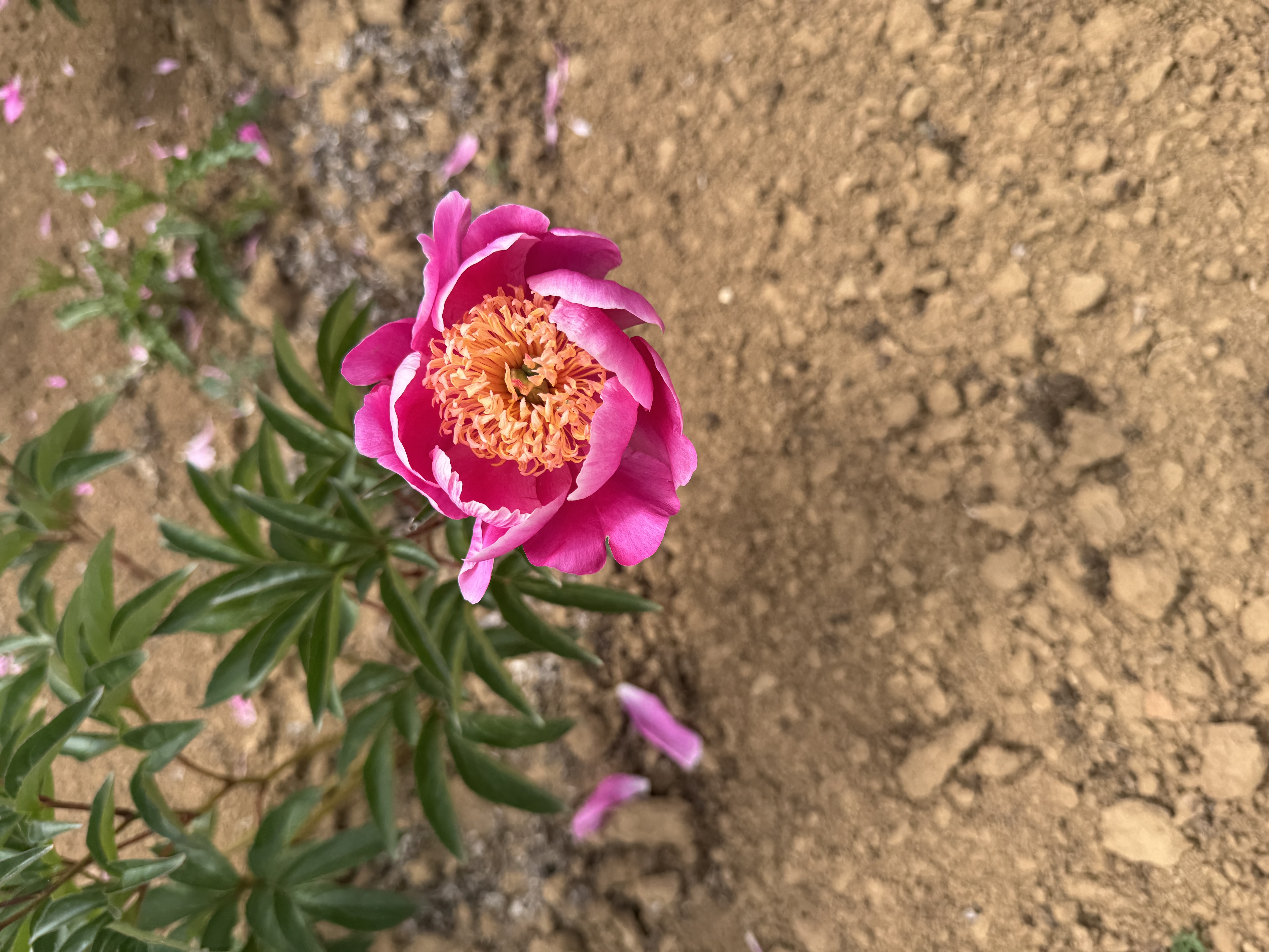 "Le Charme" Päonienpflanze (Pfingstrose)