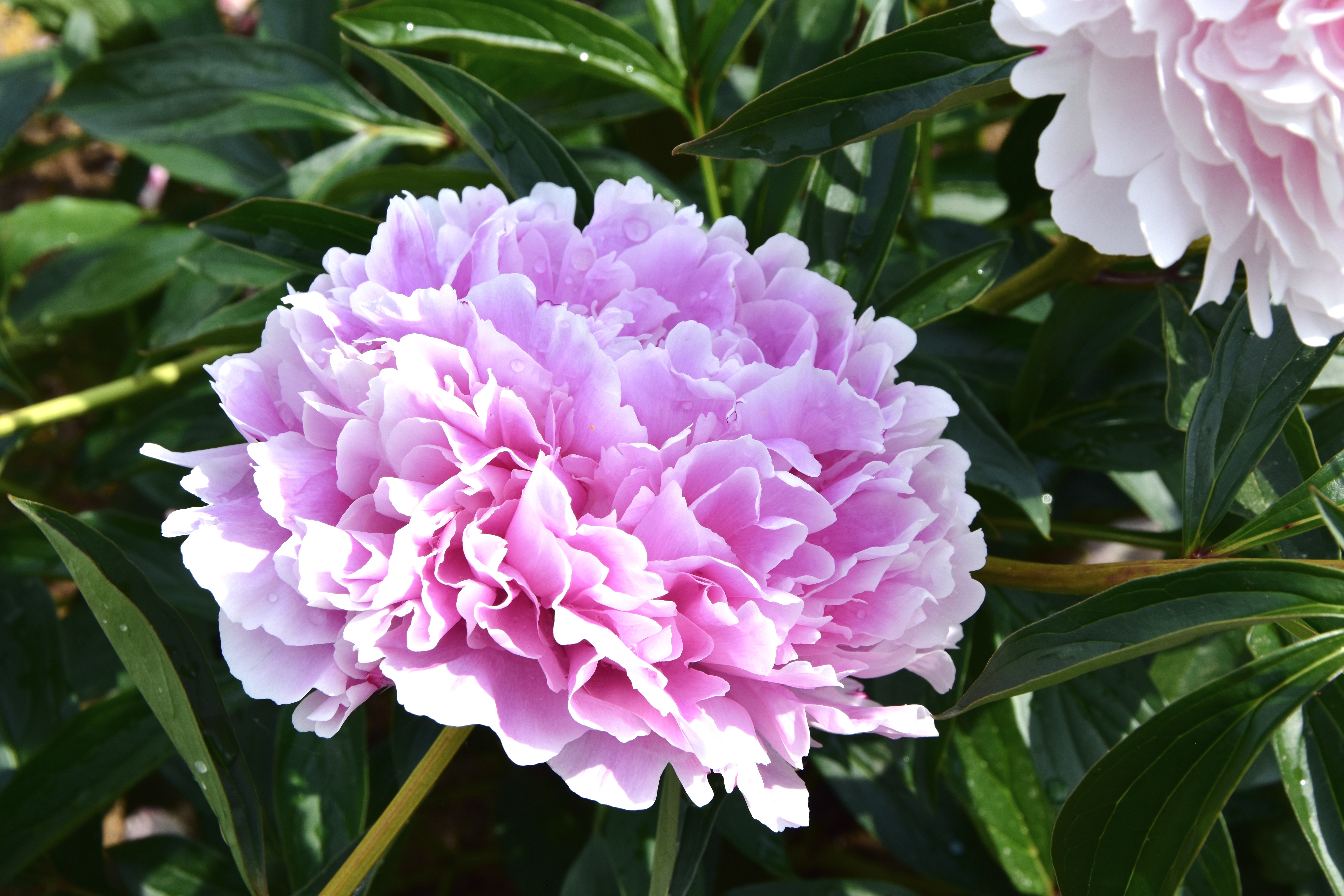 "Sarah Bernhardt" Päonienpflanze (Pfingstrose)