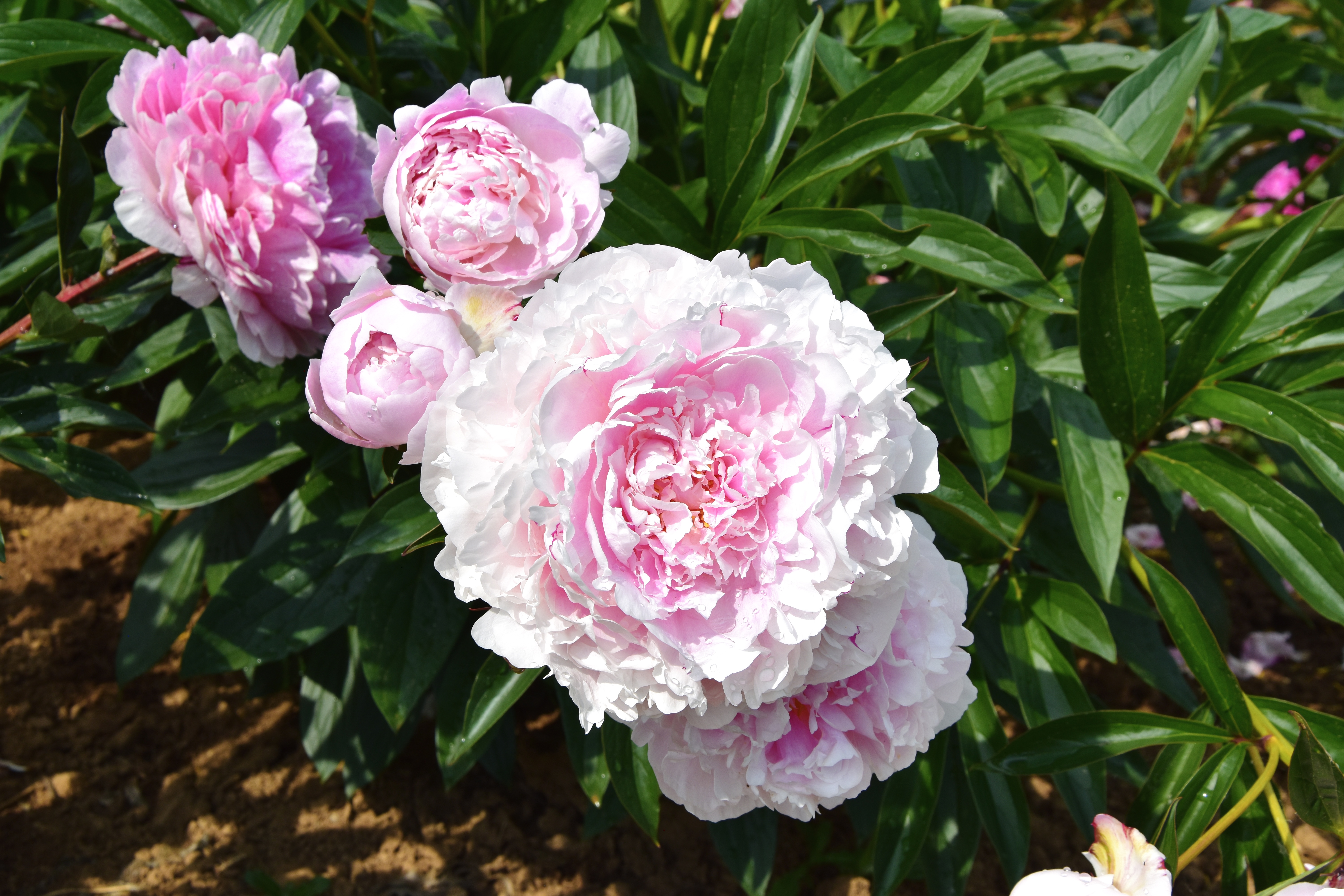 "Sarah Bernhardt" Päonienpflanze (Pfingstrose)